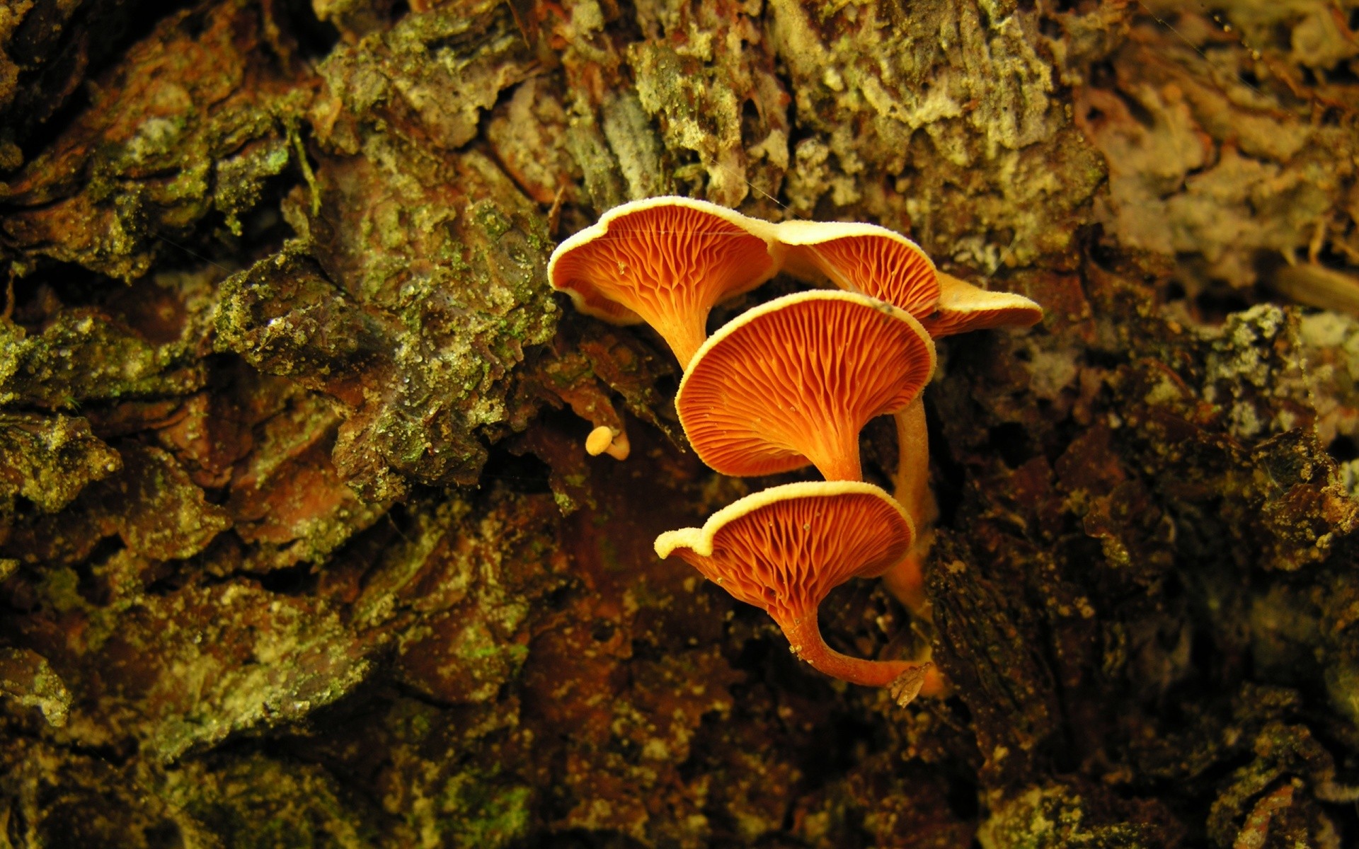 mushrooms, оранжевый, desktop