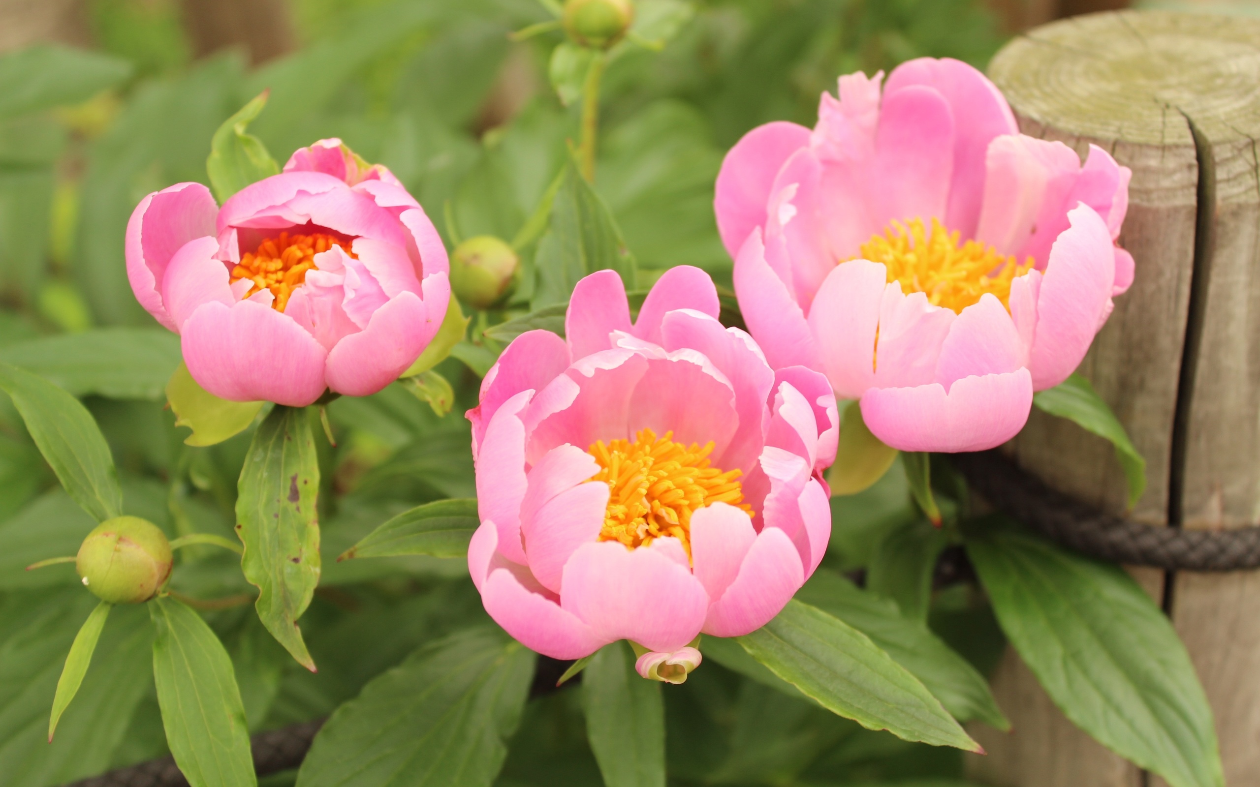 пион, цветы, молочнокислая флора