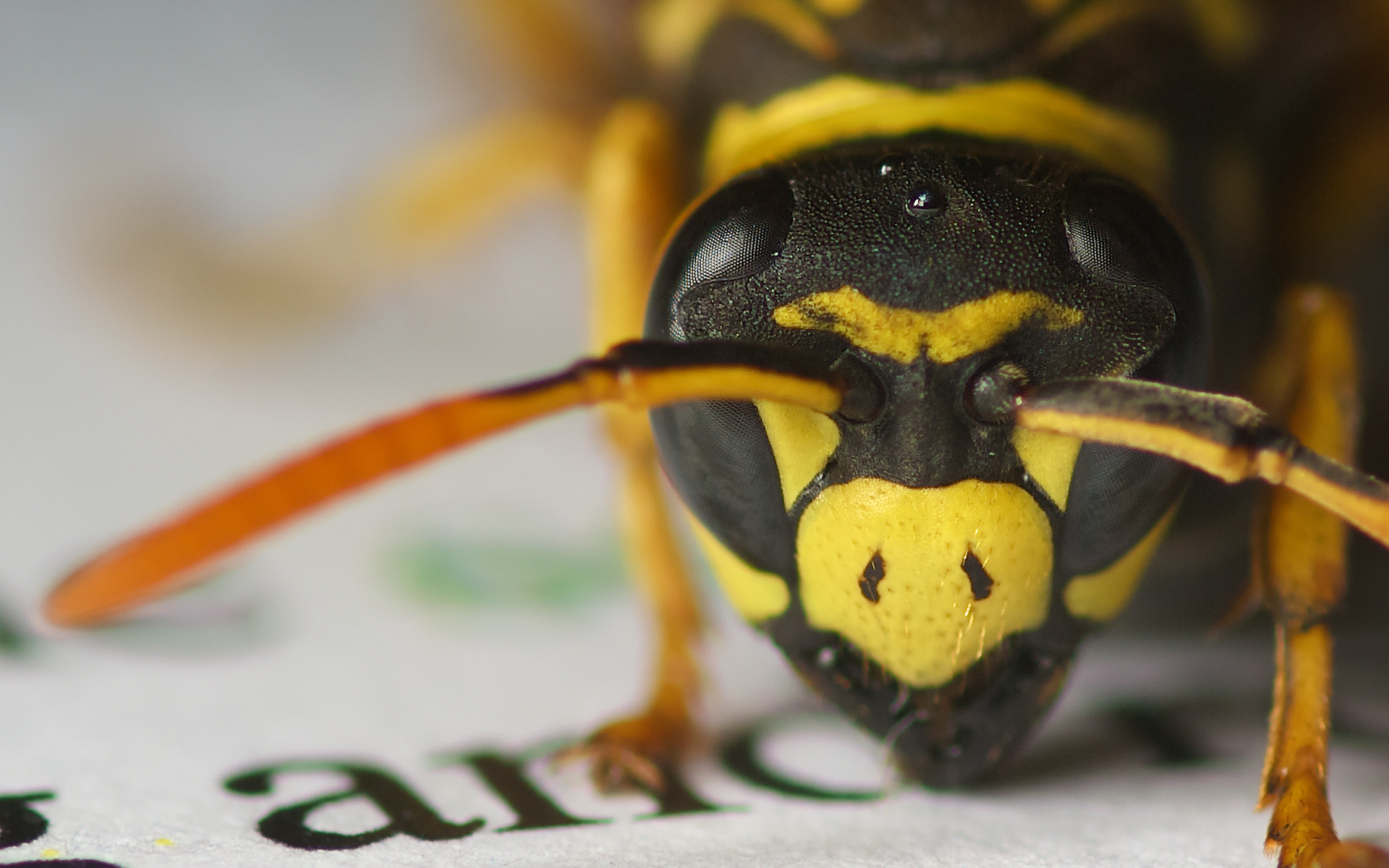 красивых, серия, wasp