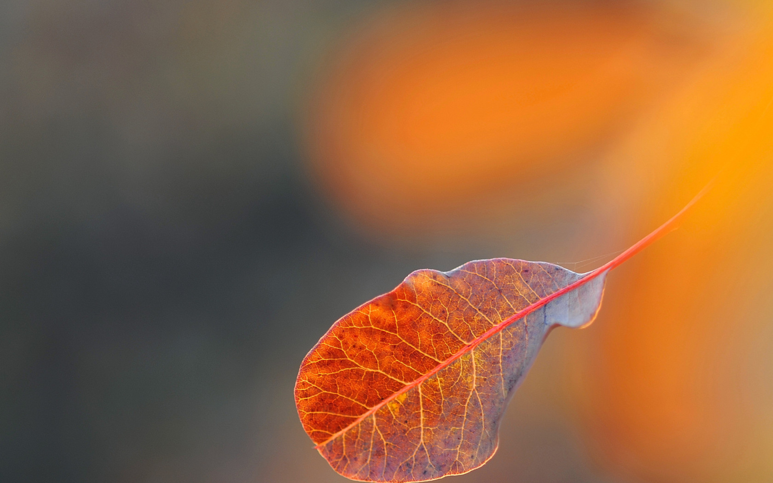 leaf, desktop