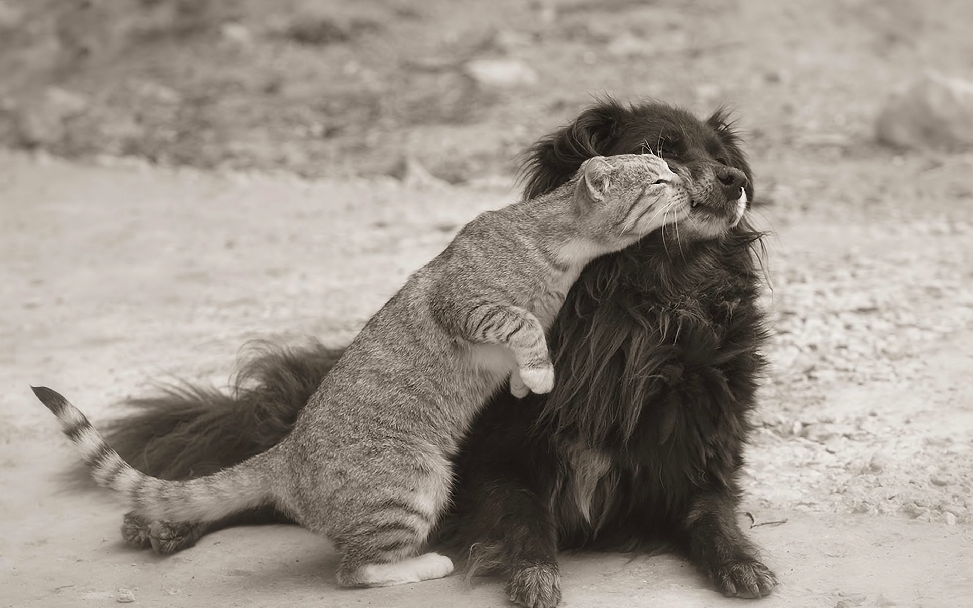 кошки, собаки, фотографий