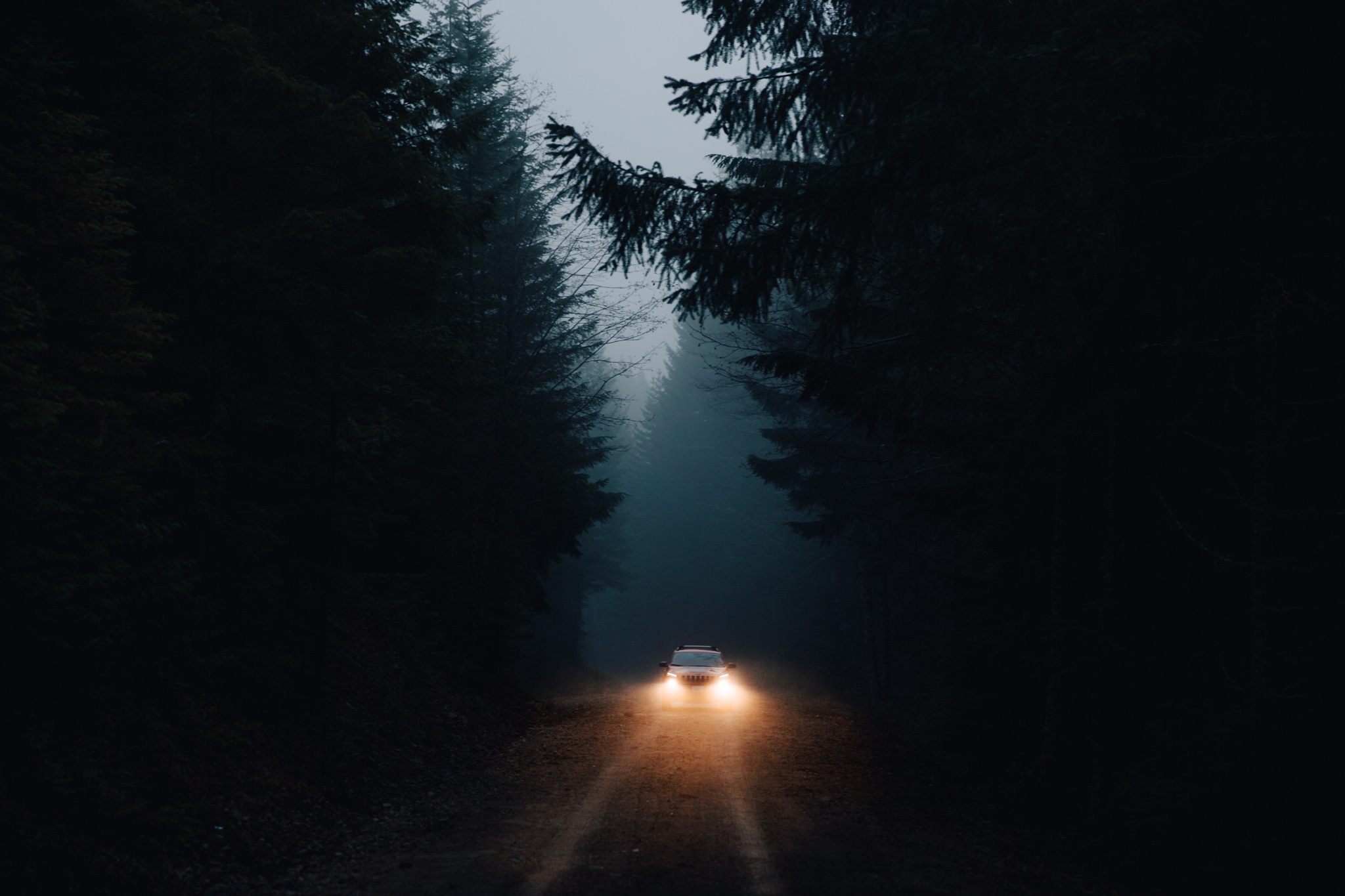Дорога в темном лесу скачать