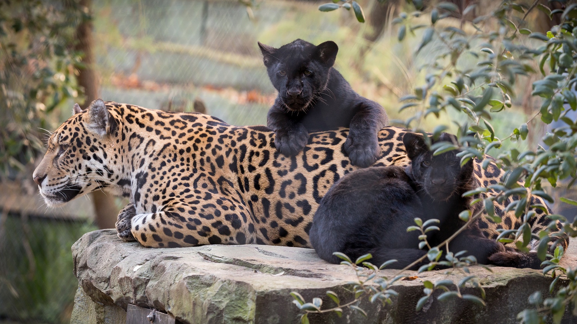 Черная Пантера И Леопард