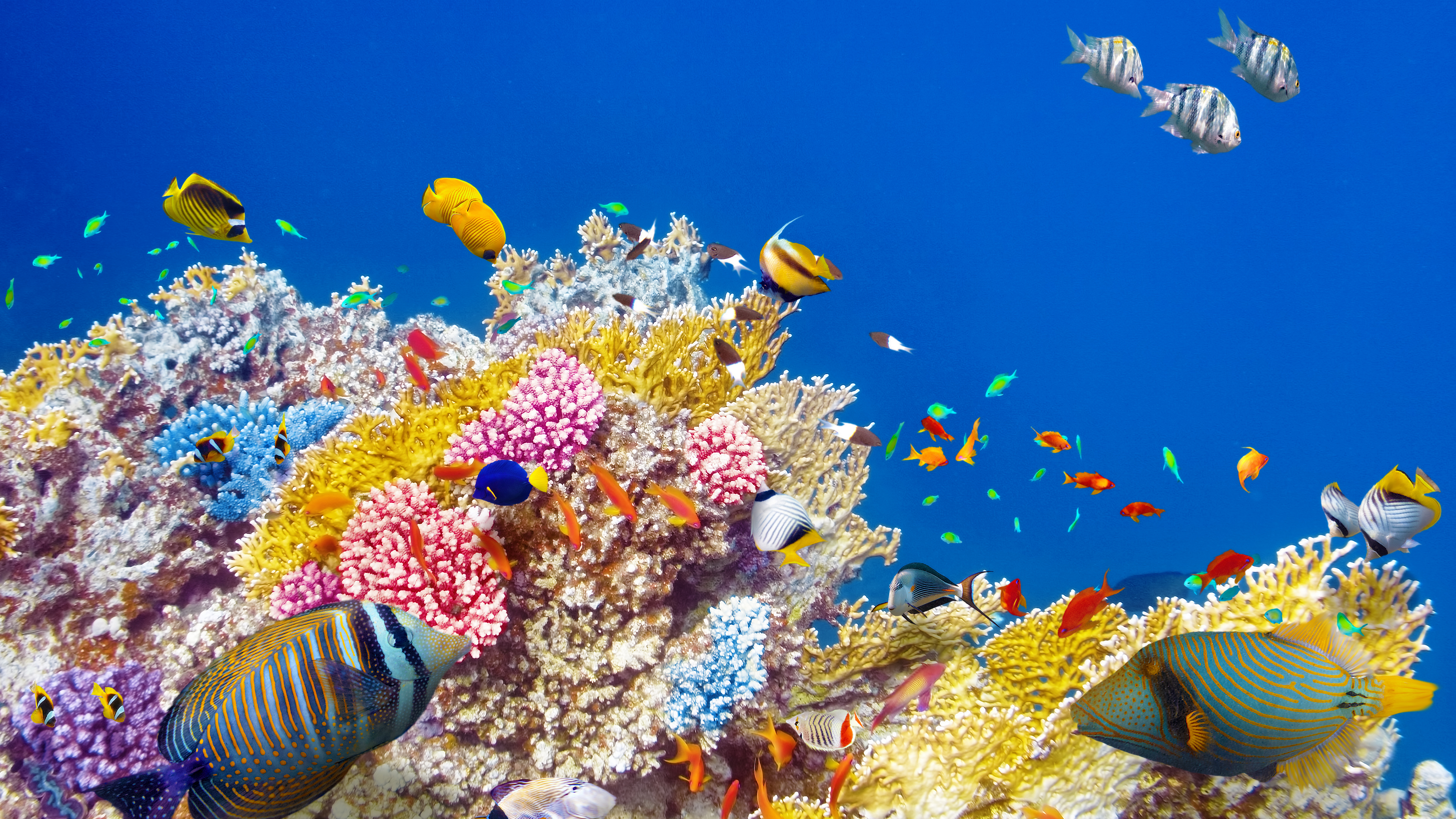 world, underwater, choose