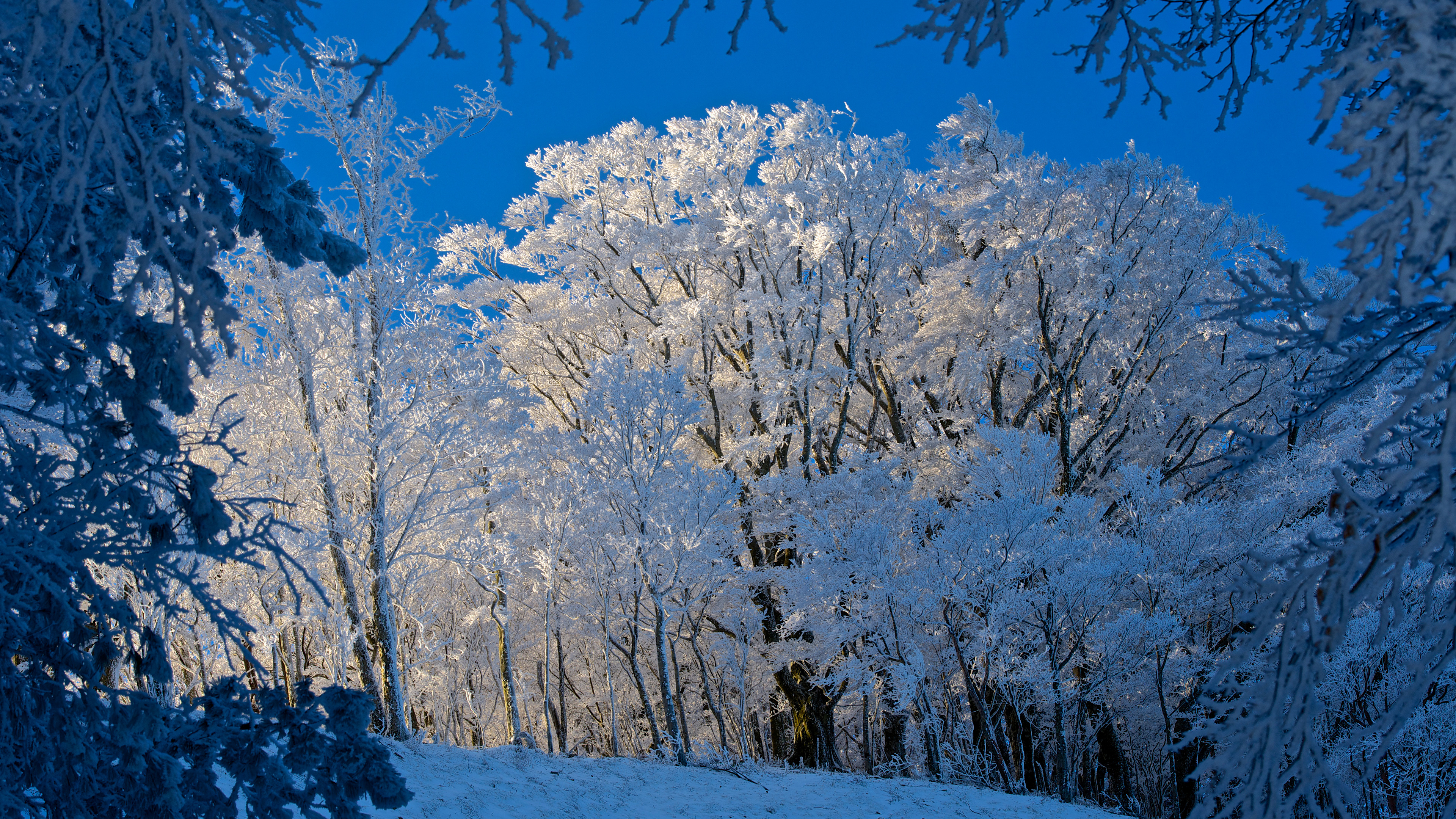 фото, дерево, зима