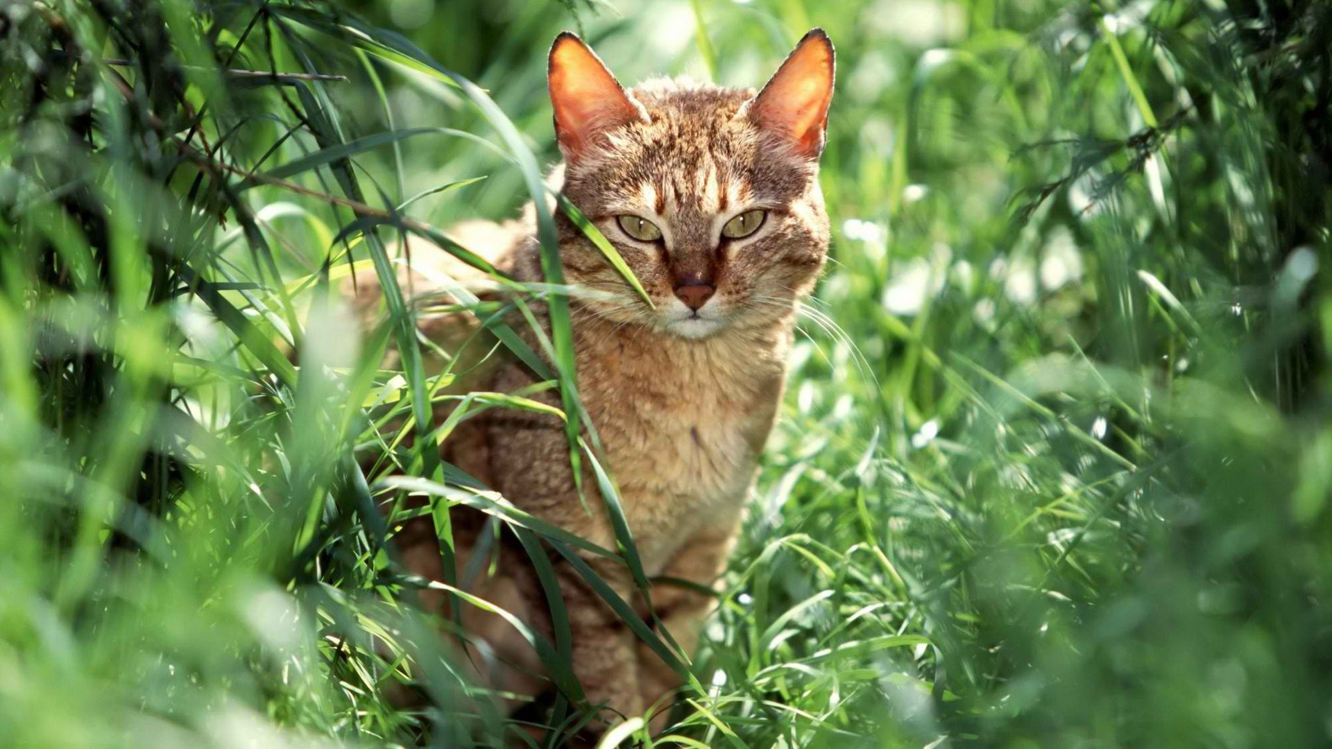 кот, животное