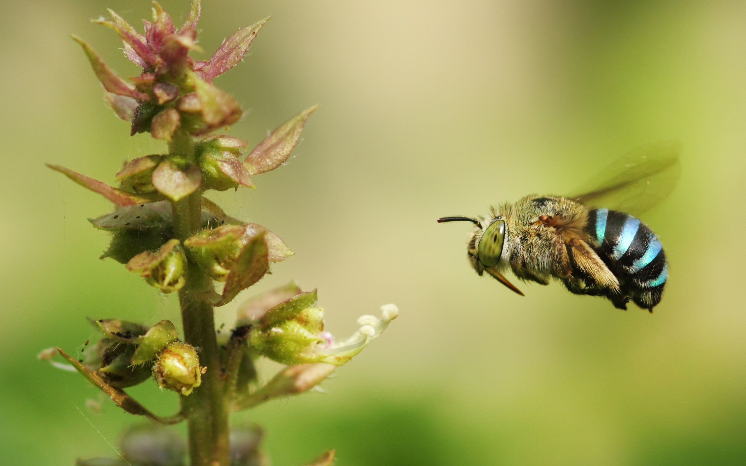 Жужжание 1. Шмель Шренка – Bombus schrencki. Пчела. Пчела Макросъемка. Пчела на цветке.