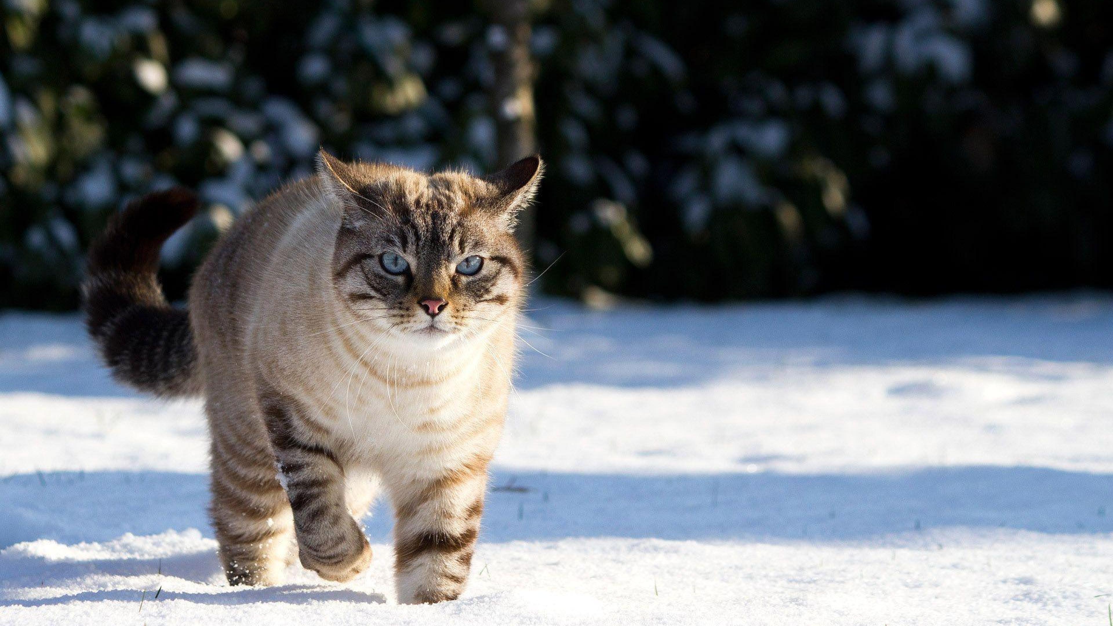 зима, котенок
