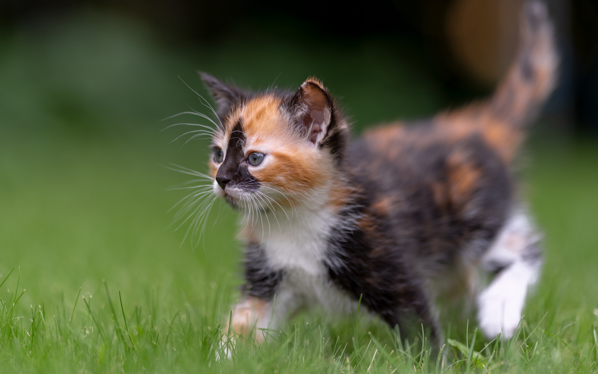 котенок, кот, трава