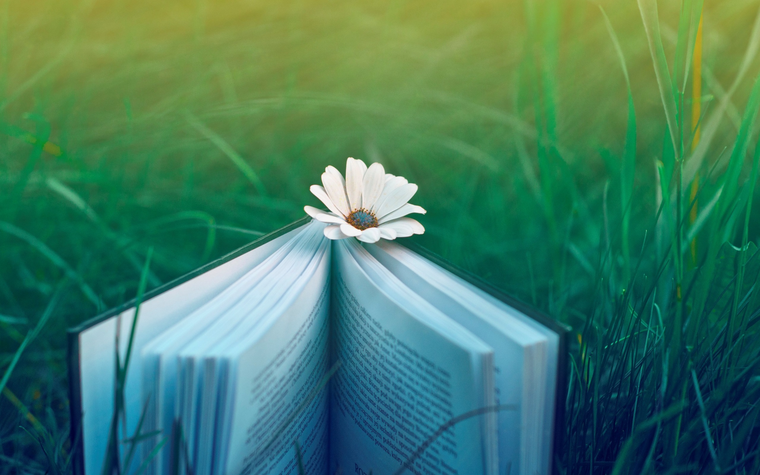 книга, цветы, трава