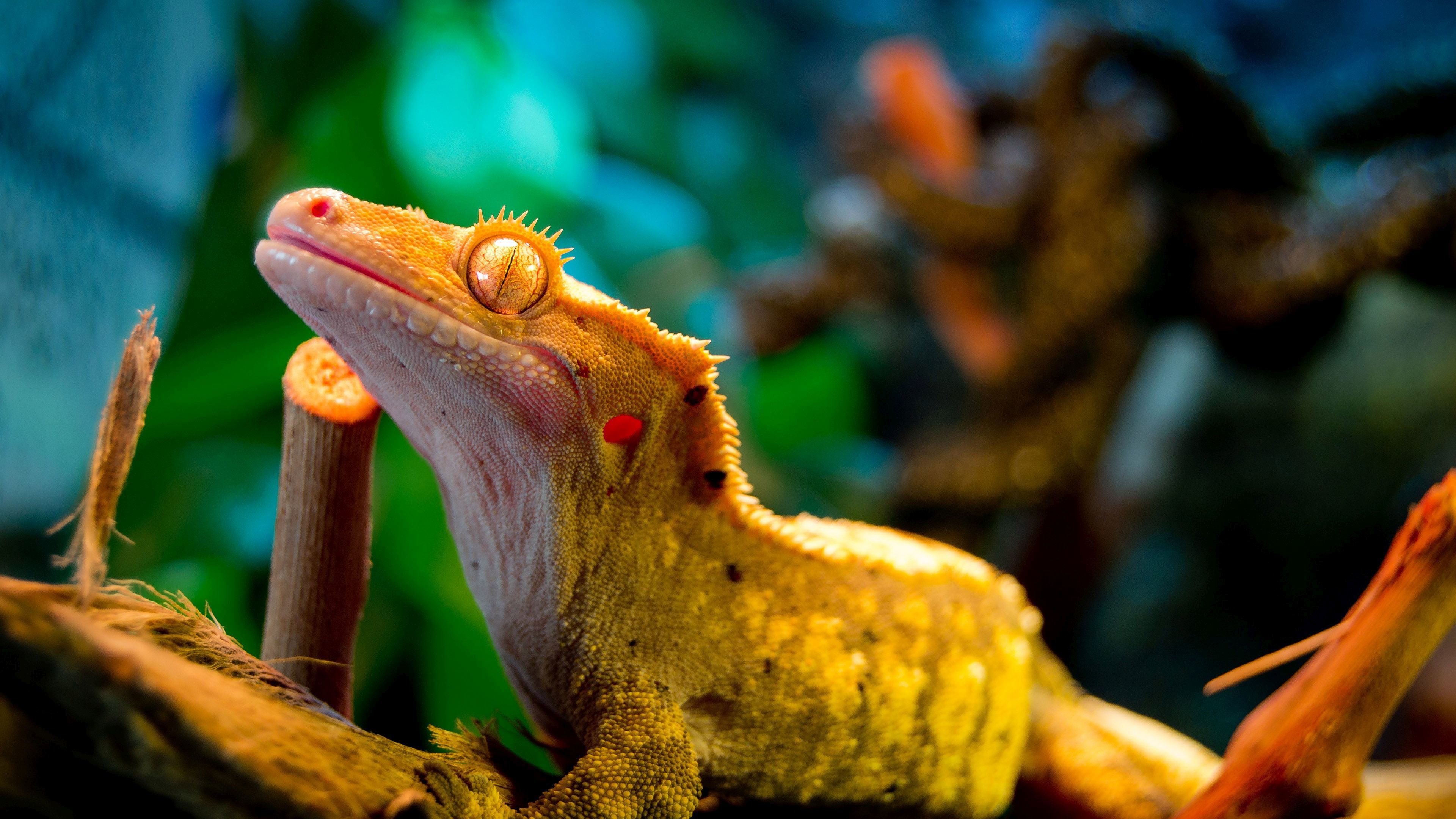 gecko, мобильные