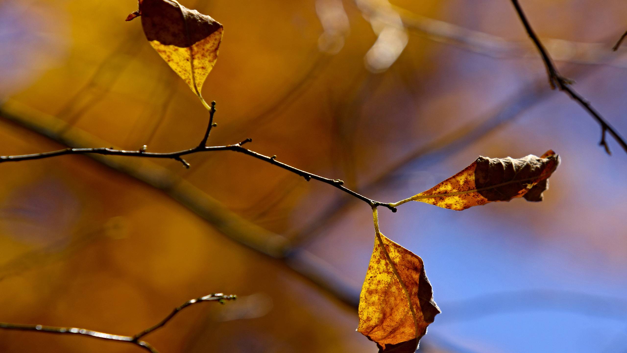 branch, природа, растение