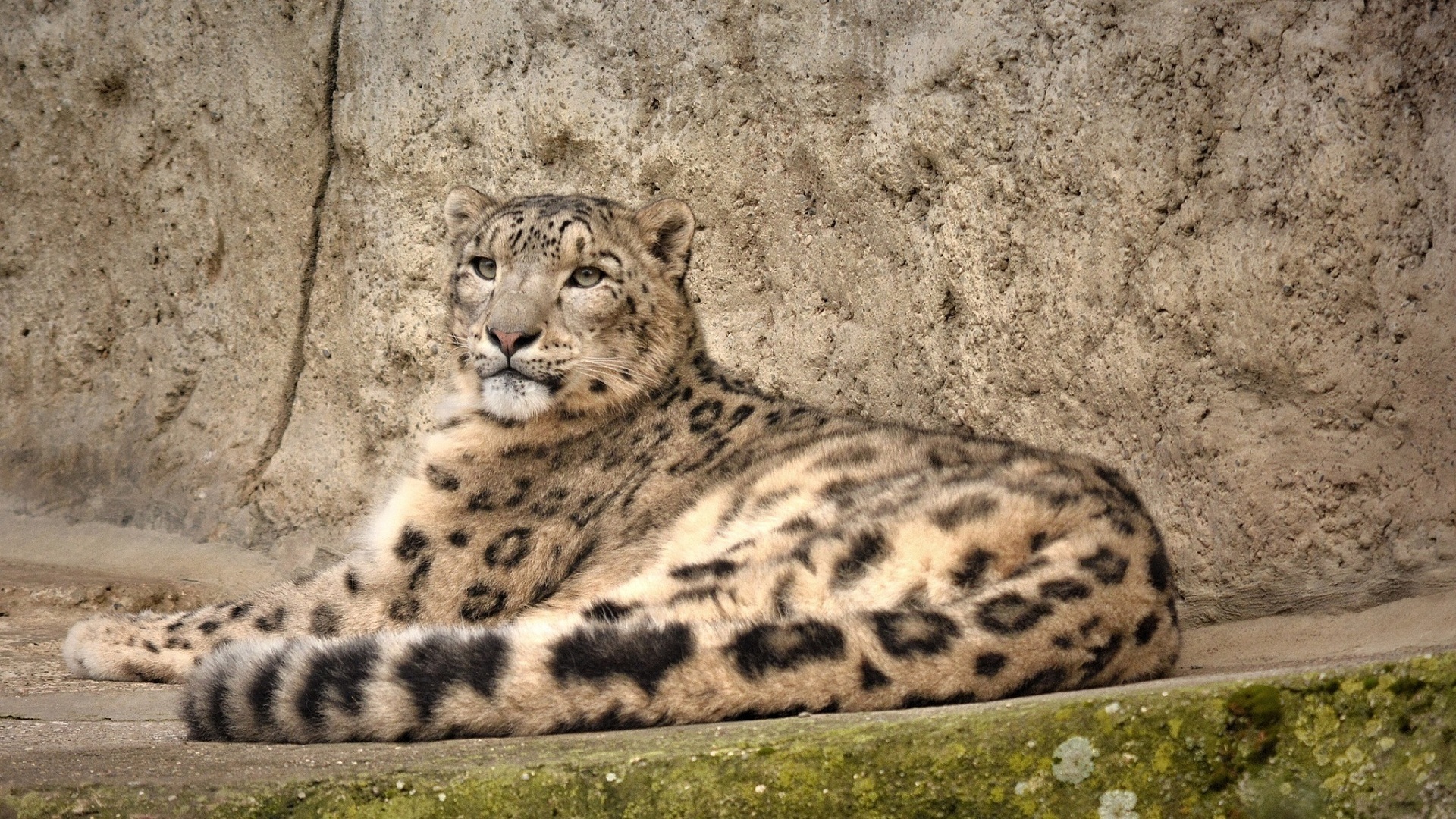 снег, леопард, кот