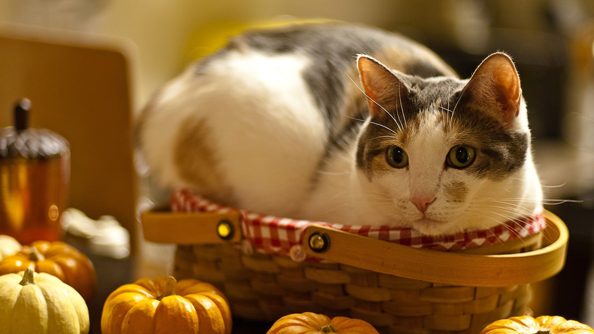 коты, тыква