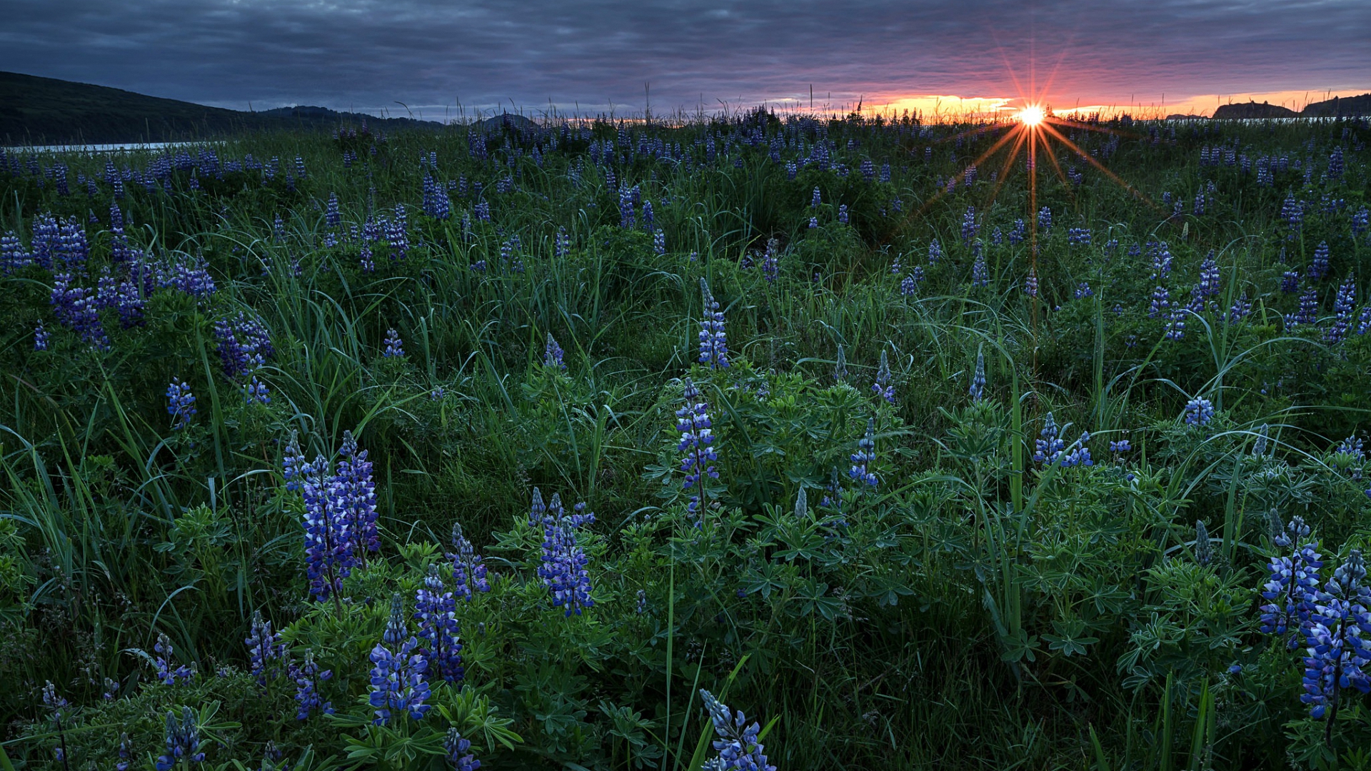 aechmea, синее, серый