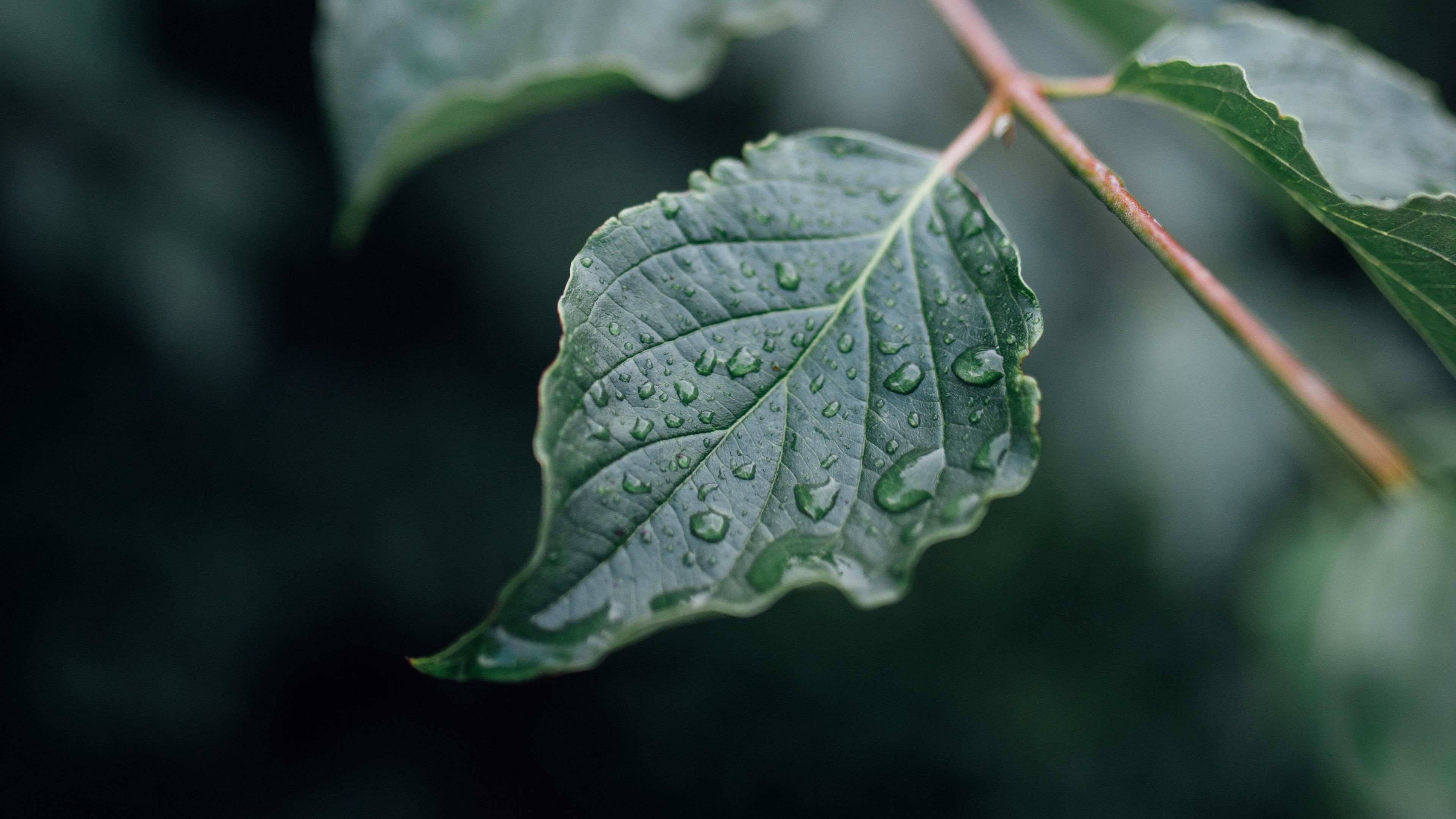drop, wet, mobile