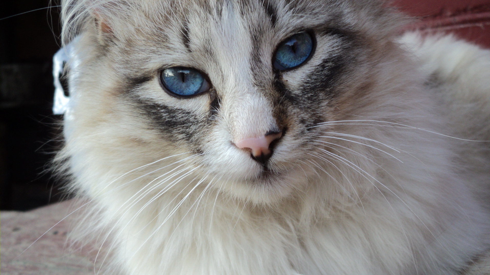 кошка с голубыми глазами сидит на диване