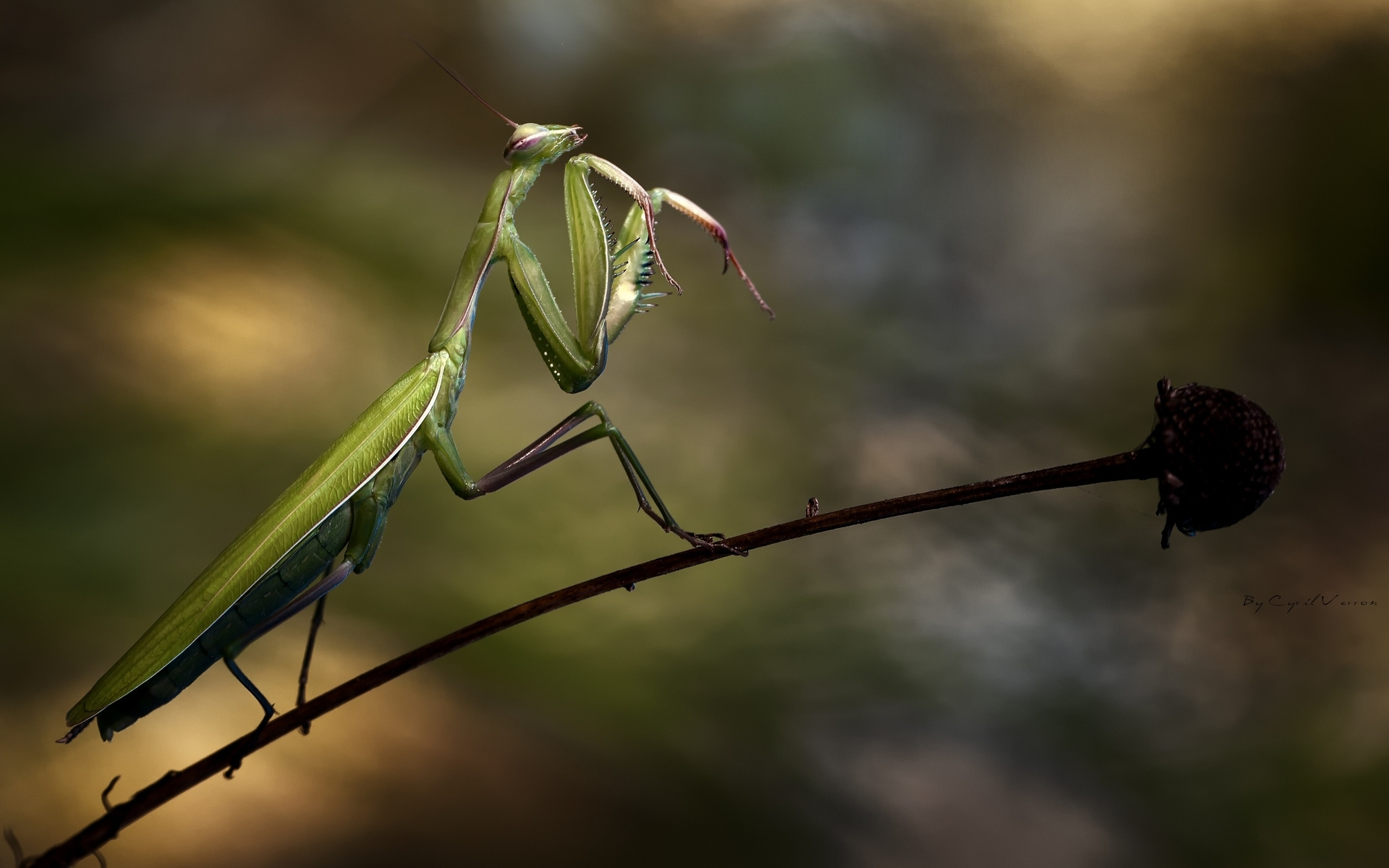богомол, national