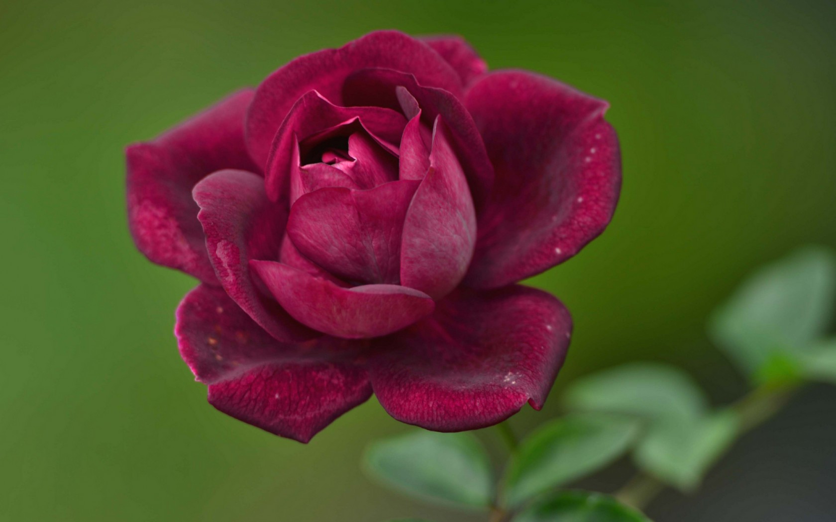 красная роза, которая цветет в саду