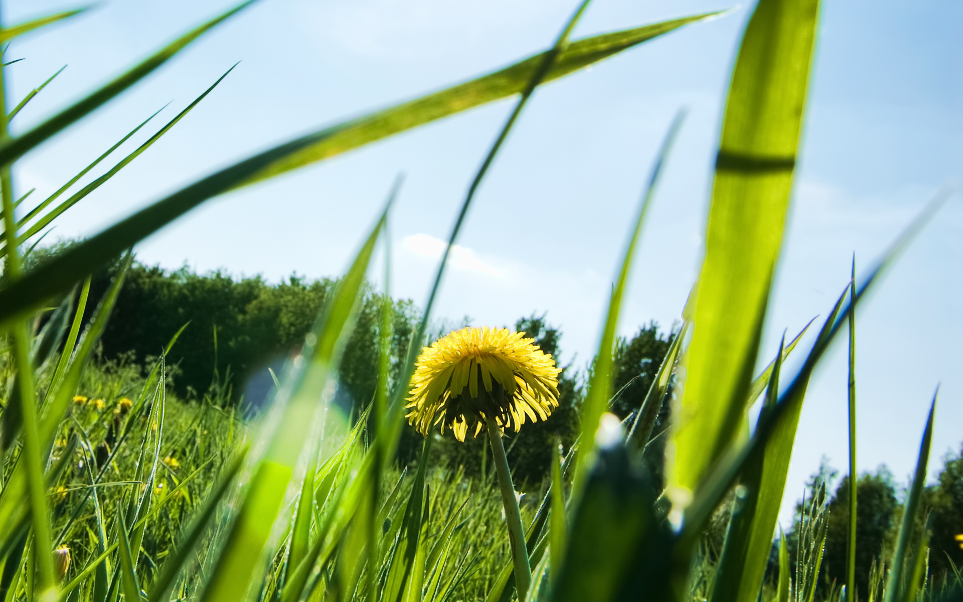 природа трава одуванчик без смс