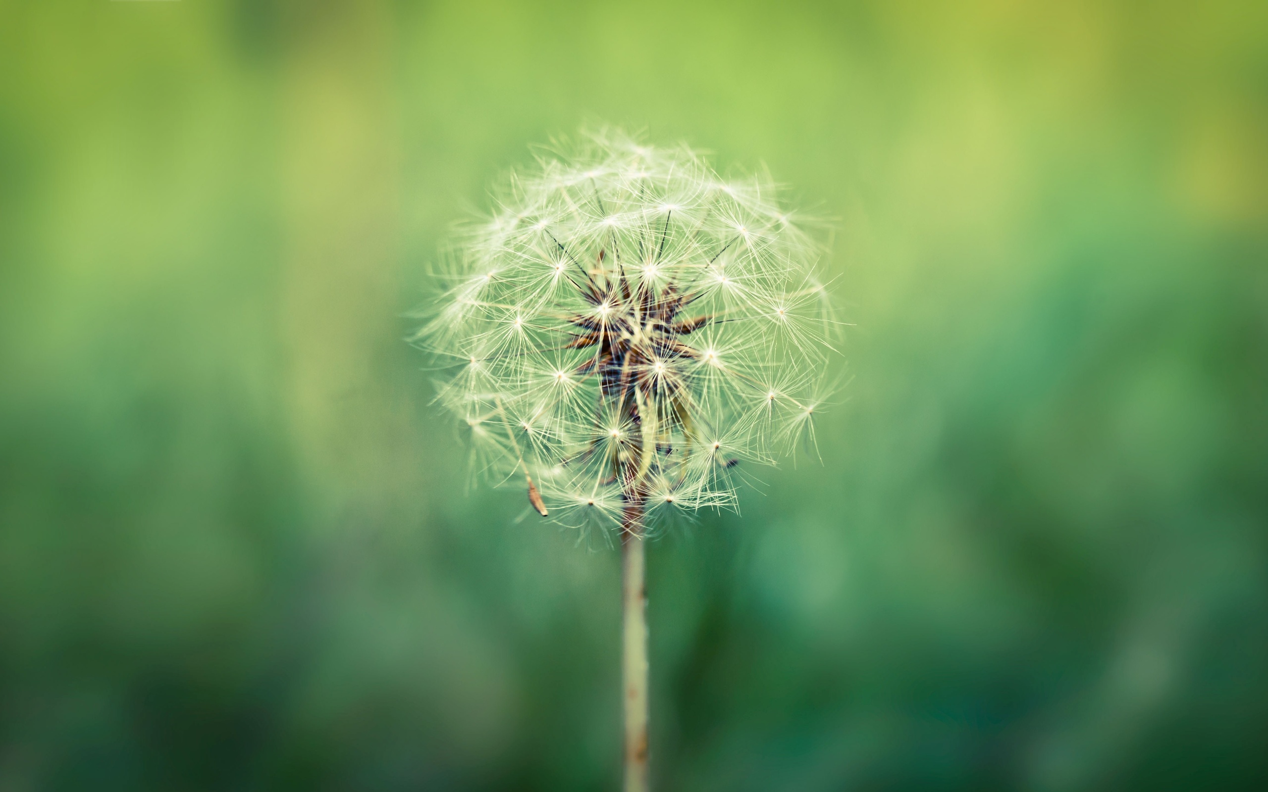 wordpress, theme