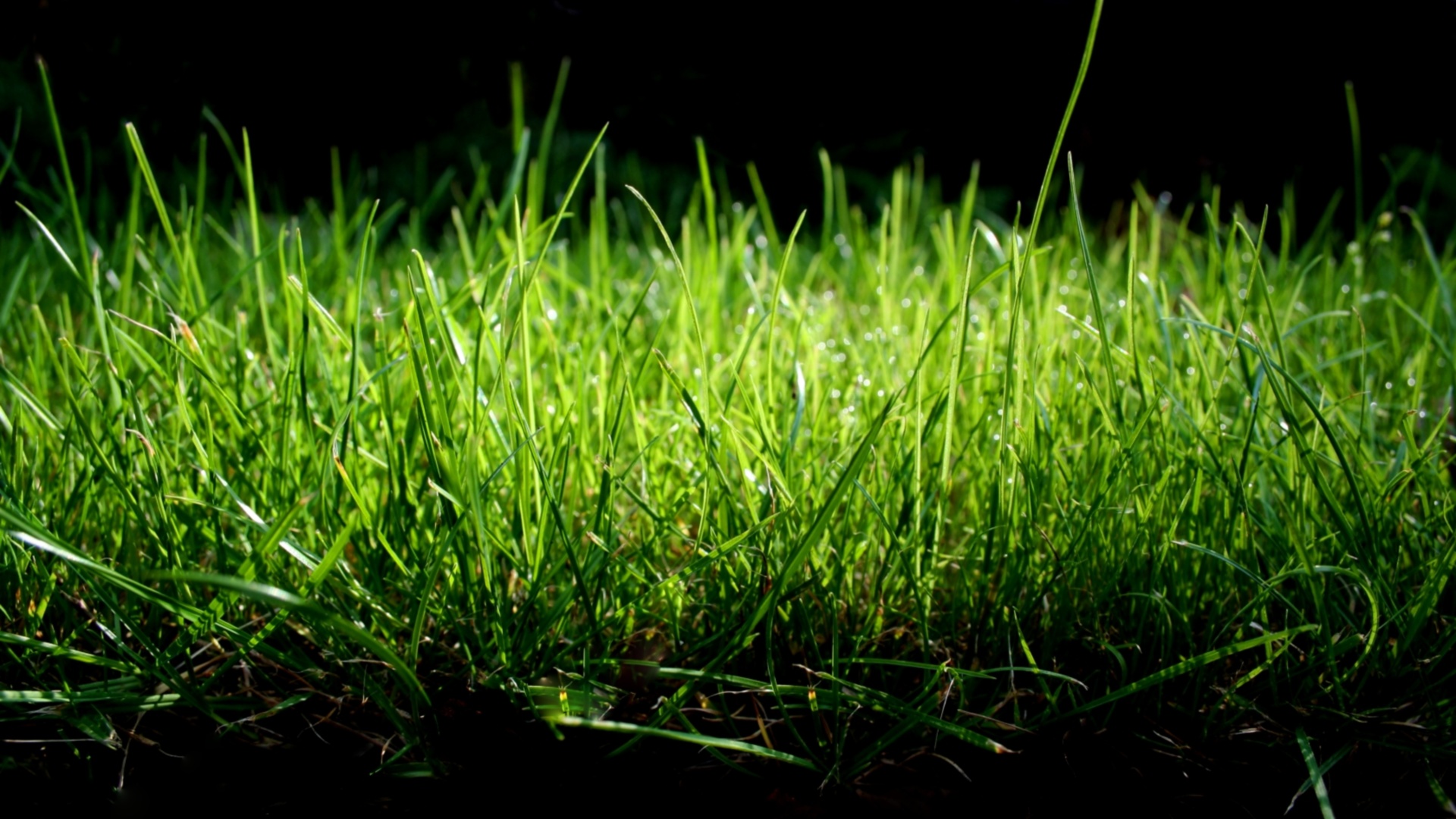 Зеленая трава бесплатно