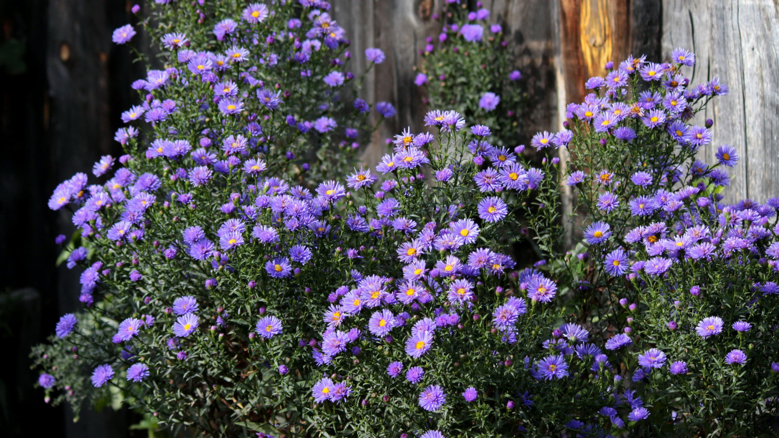 aster