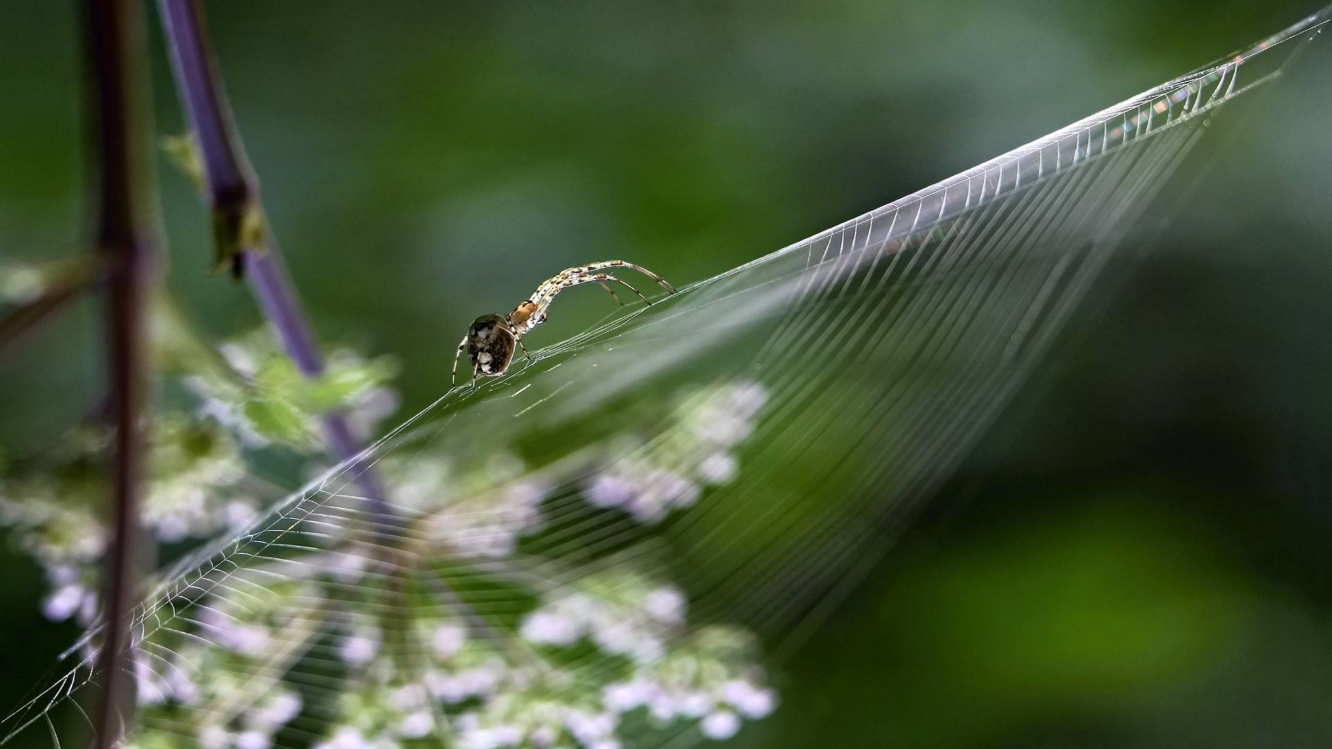 parasitism, wikipediaparasitism, definition