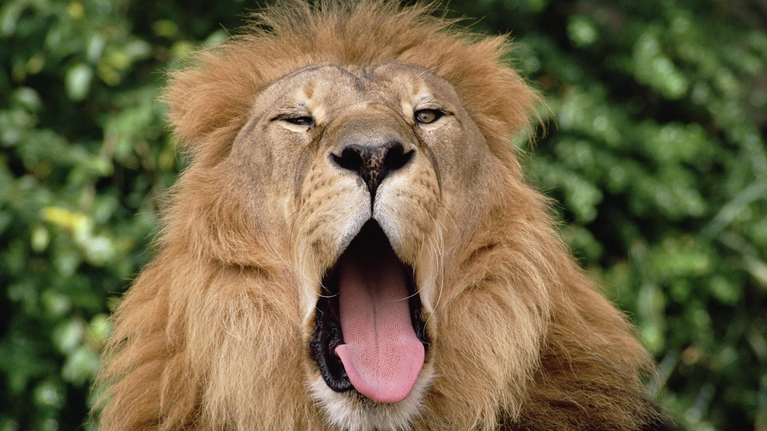 Глупый лев. Лев зевает. Смешной Лев. Лев улыбается. Лев фото.