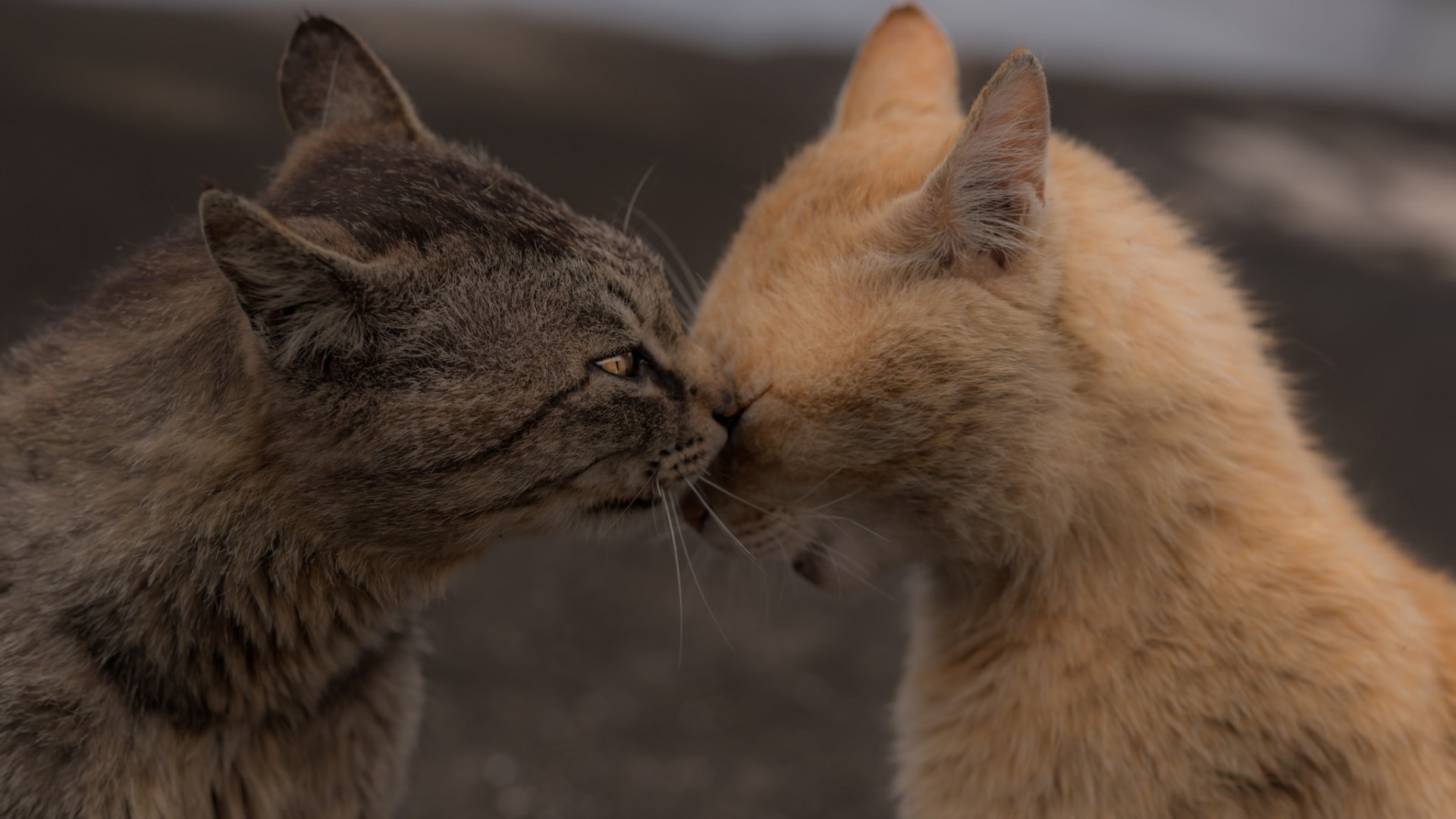 собаки, кошки