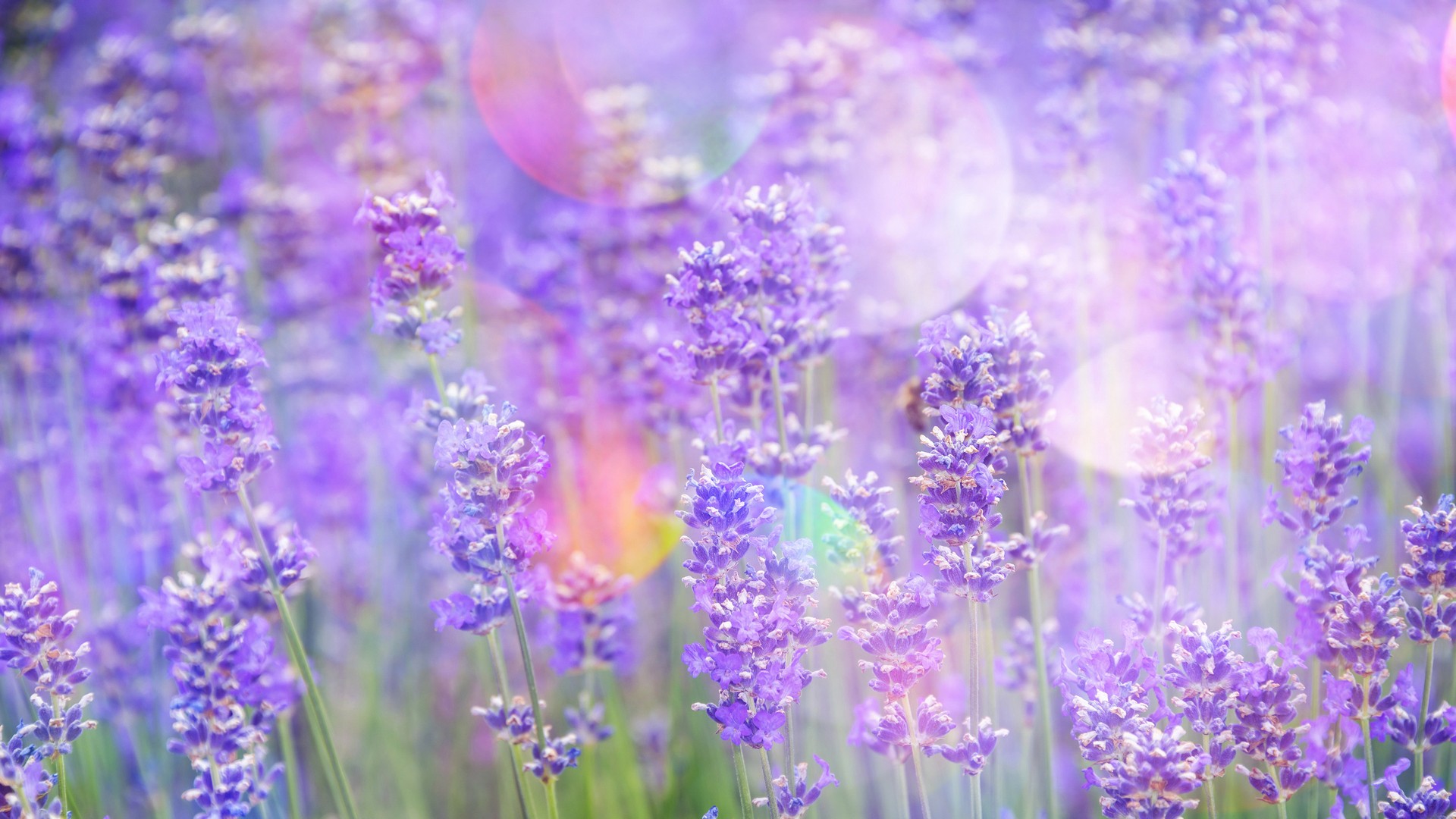 кувшин, левандуле, гобелен