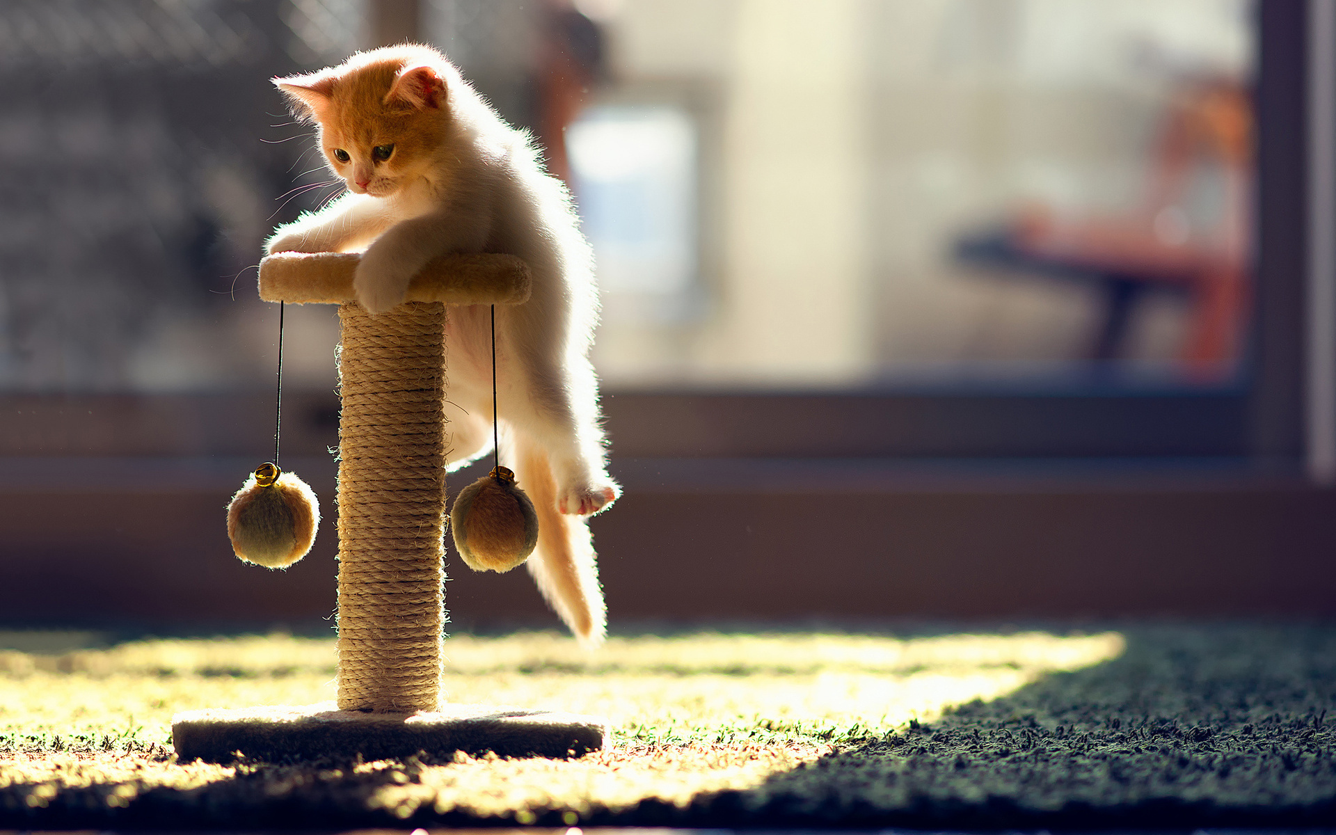 купить, кошек, кошки