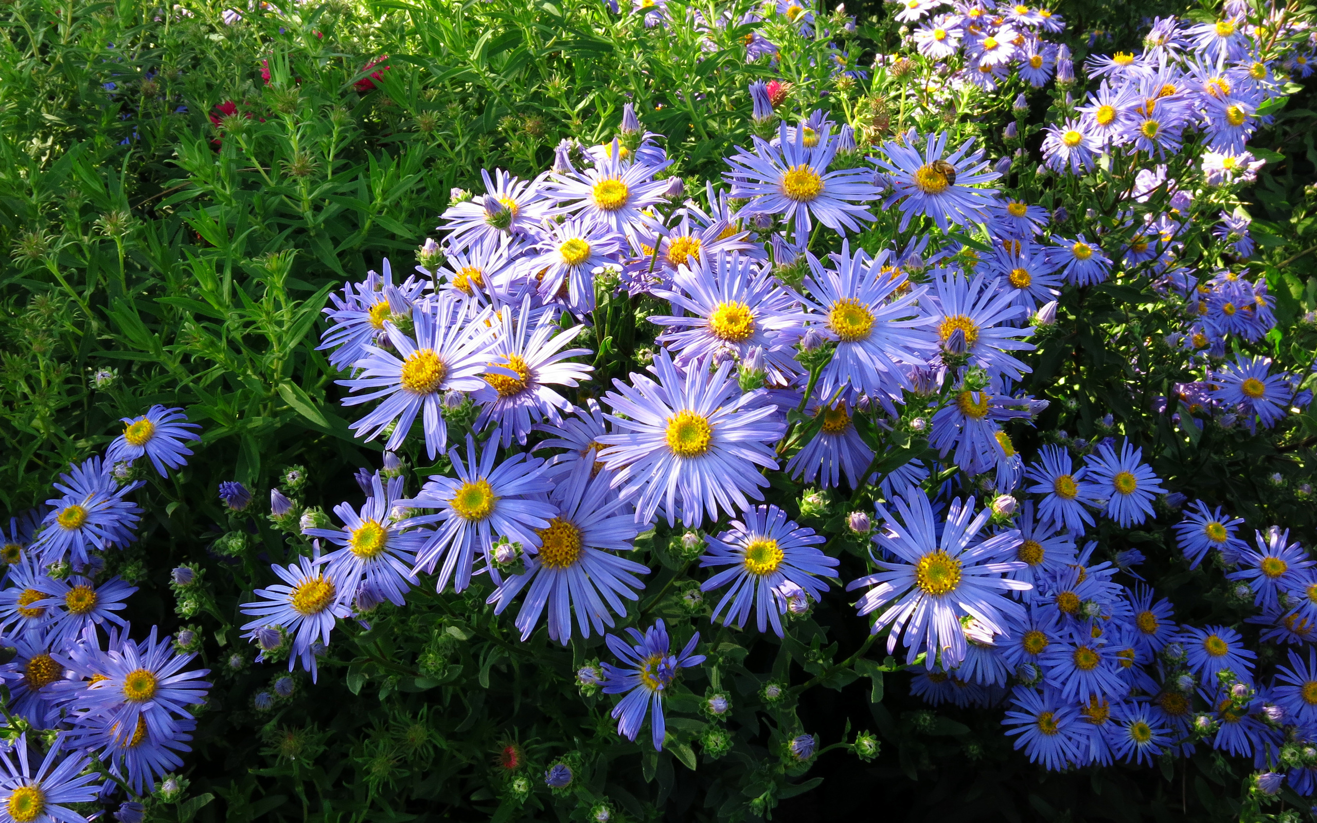 astra, aster