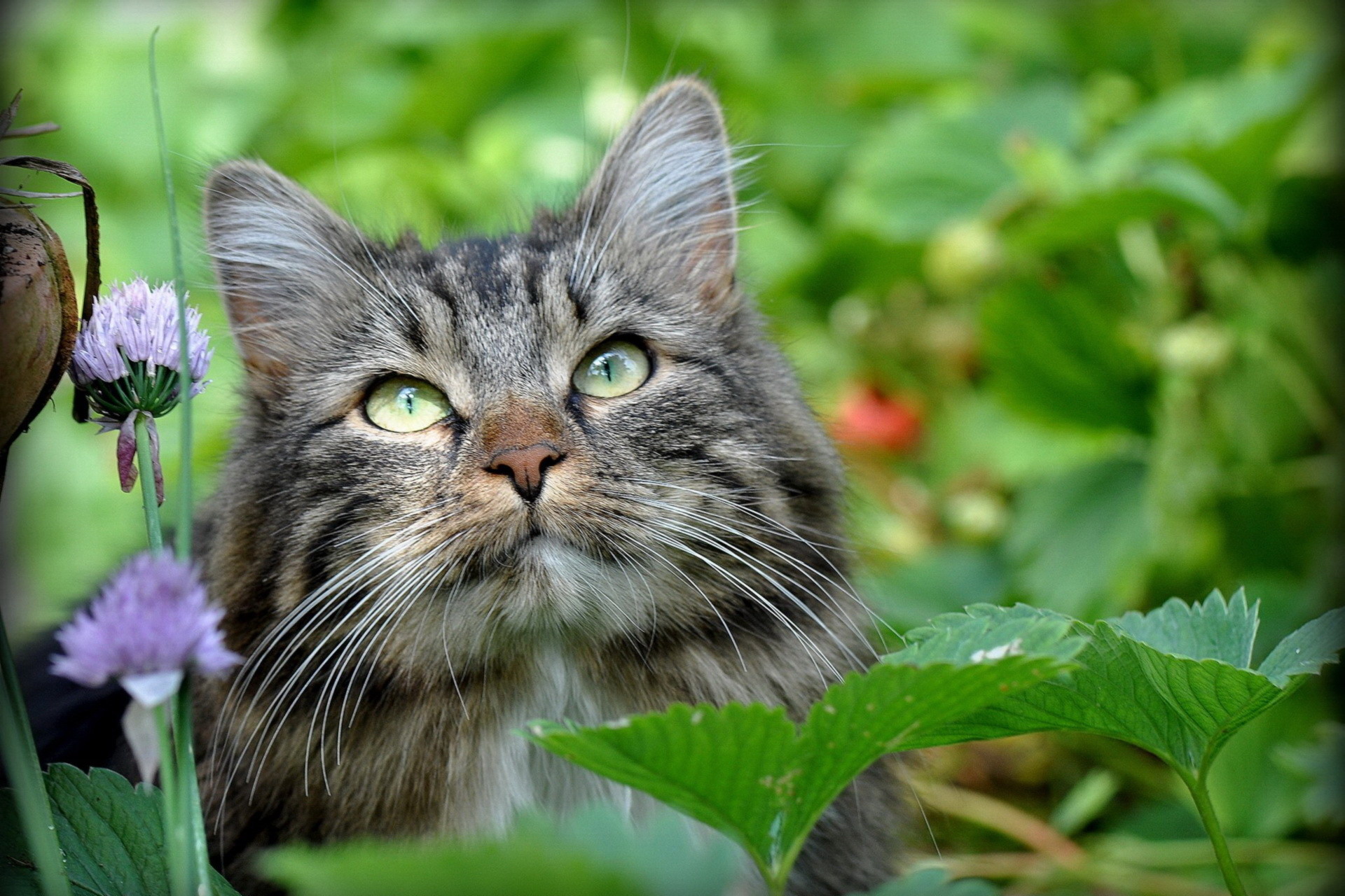 кот, природа, трава