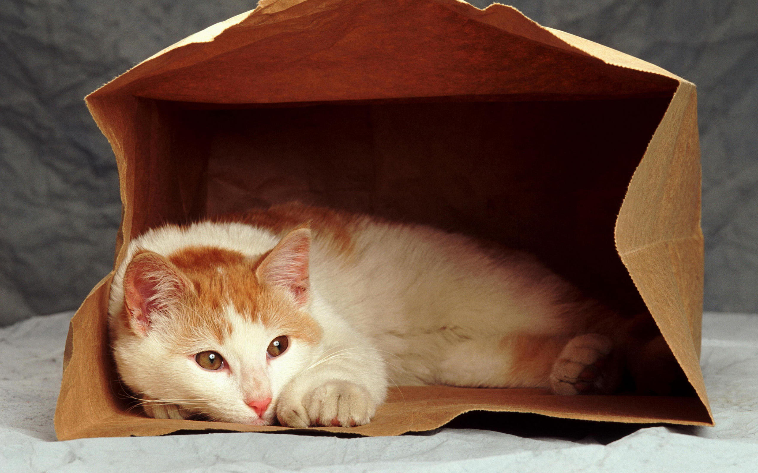 Кот в коробке. Домик для котенка. Котик в пакете бумажном. Кот спит в домике. Котенок спит в домике.