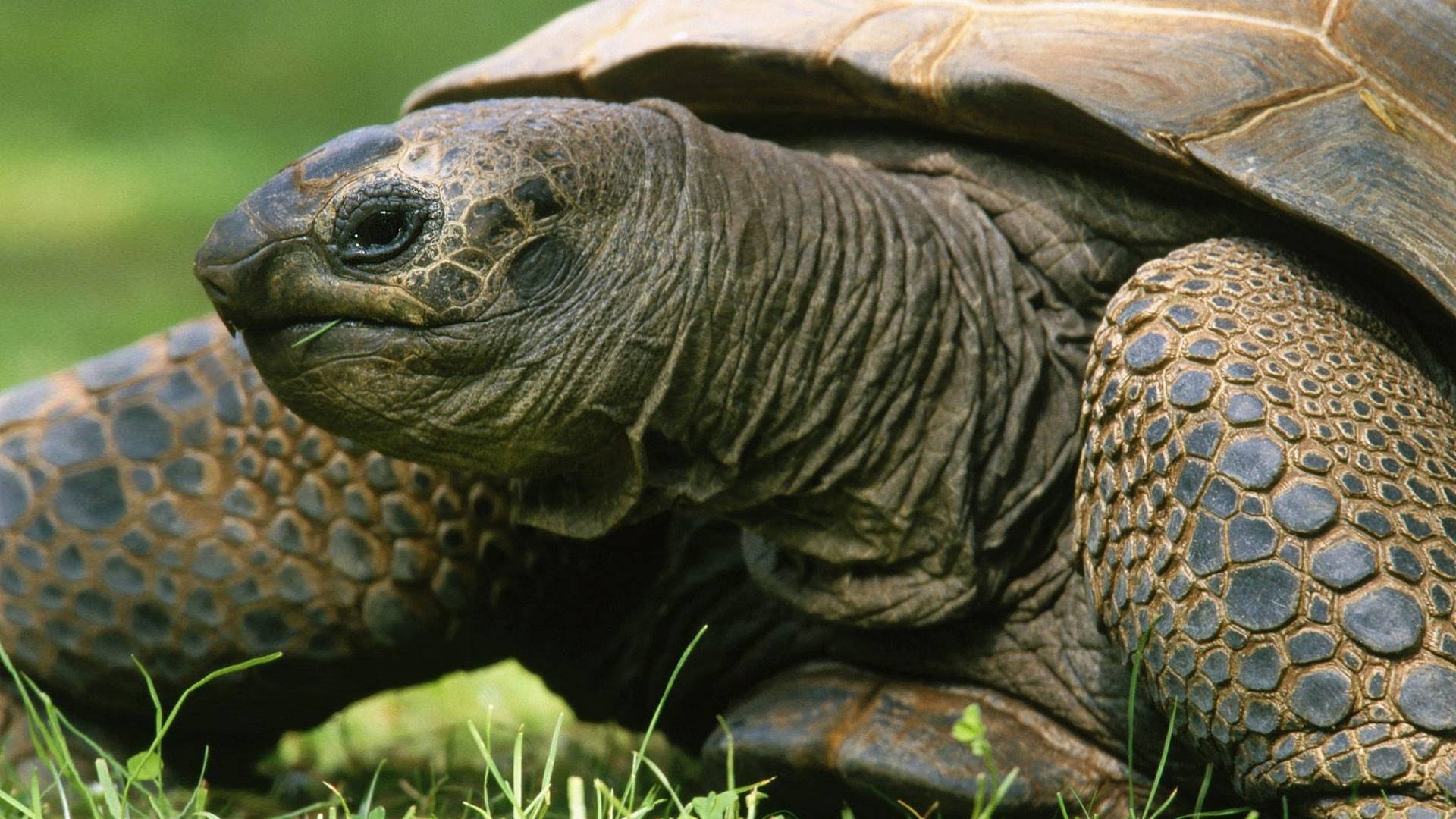 1997 год, фуарт