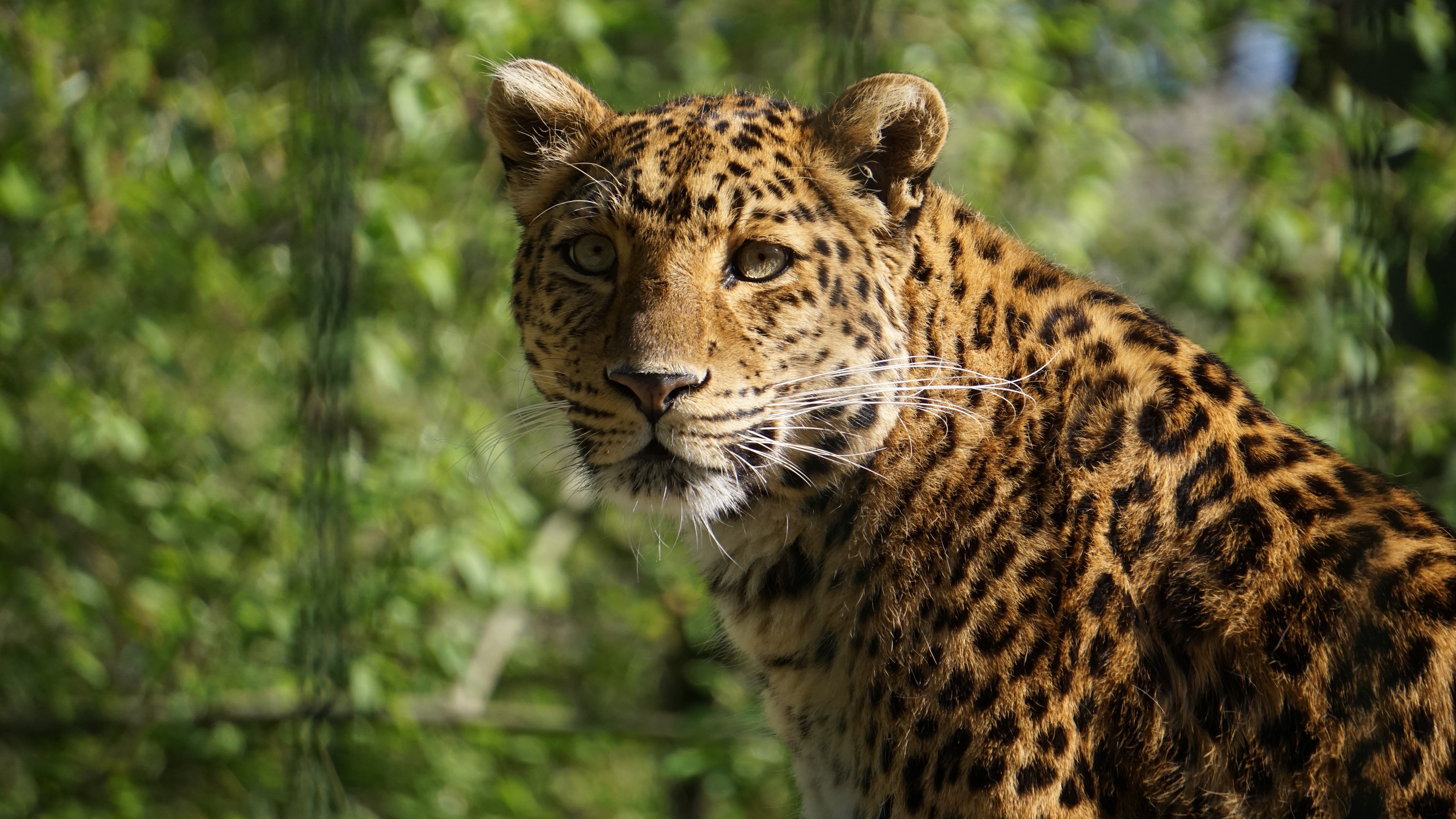 leopardo, foto, libre