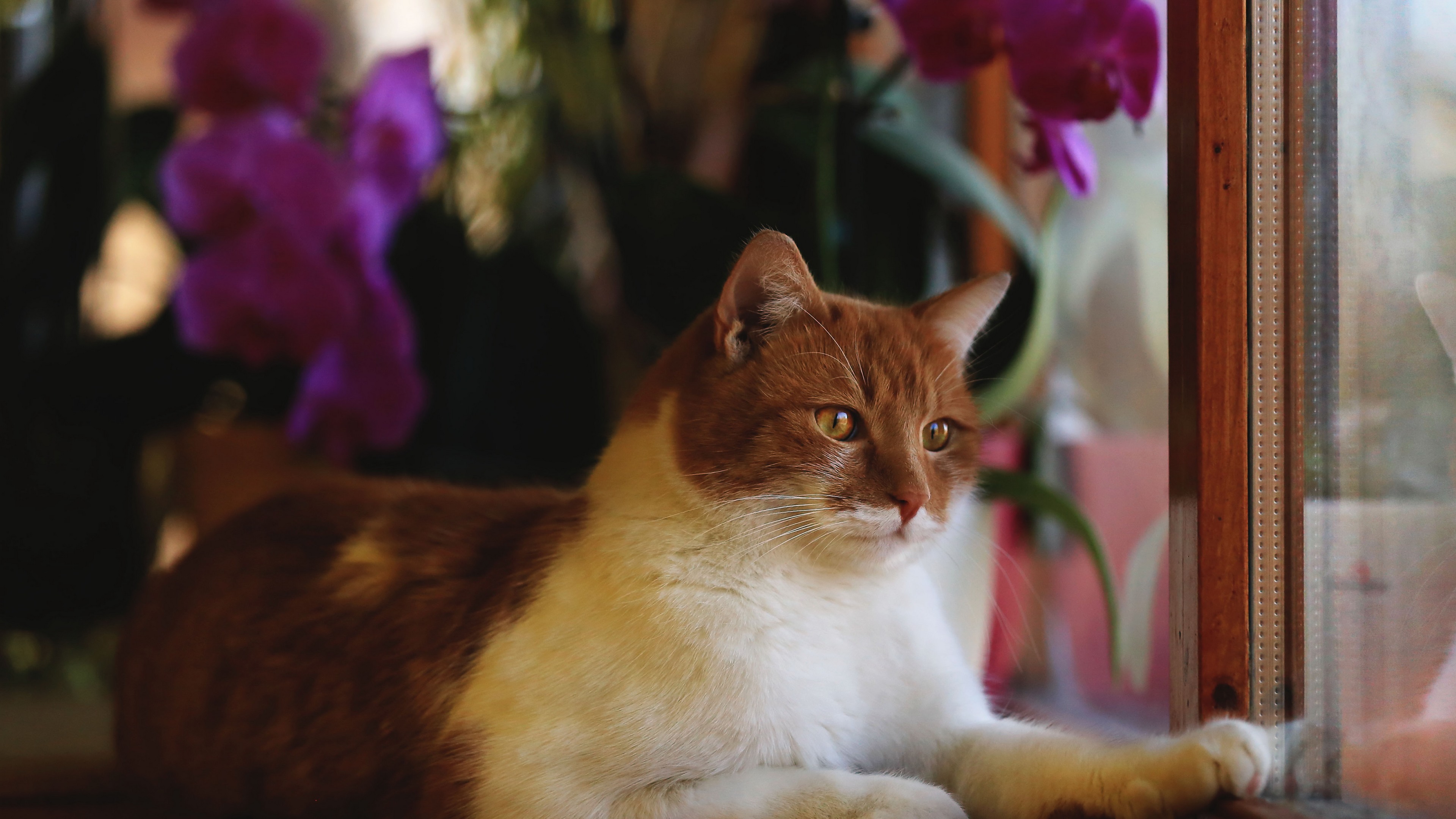 zhivotnye, четвертый, кубики No 86450 Разрешение 3840x2160