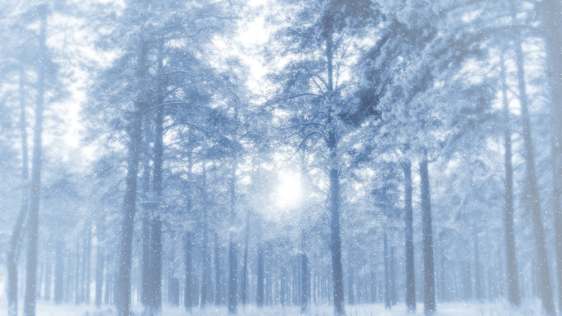 деревья лес зима снег иней trees forest winter snow frost бесплатно