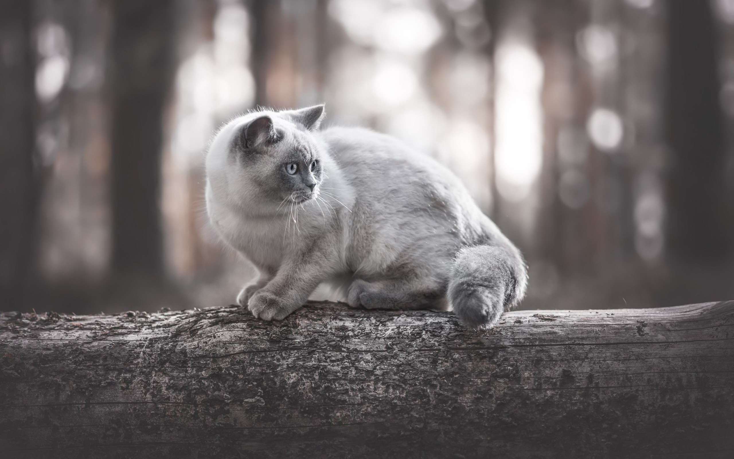 кот, сиамский