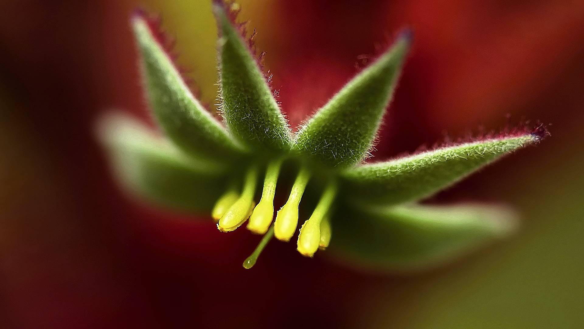 lilium, wikipediahow, растение
