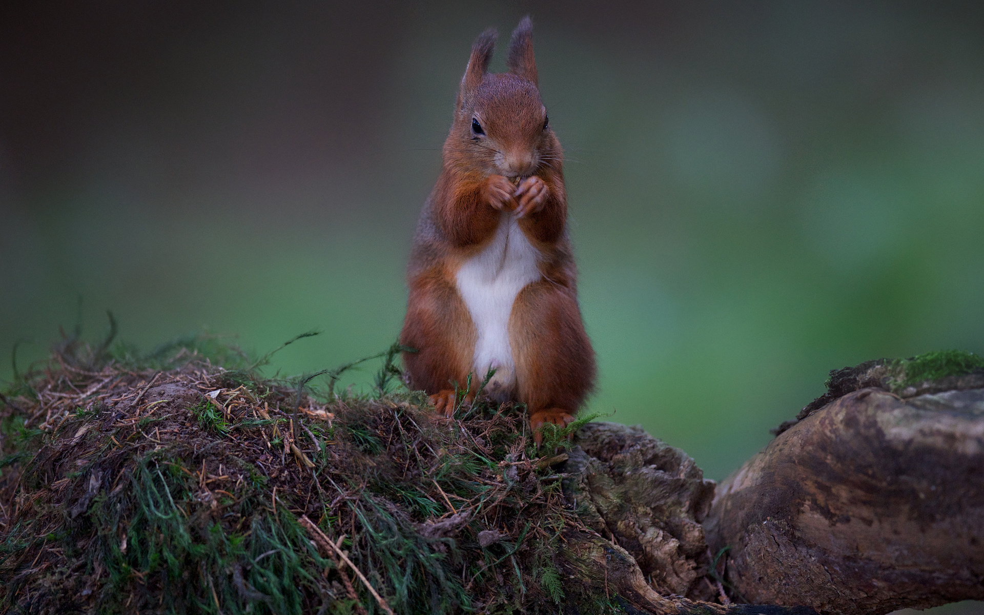 есть белка, которая стоит на пеньке дерева