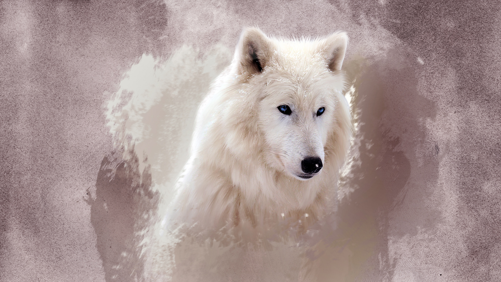 природа животное морда волк бесплатно