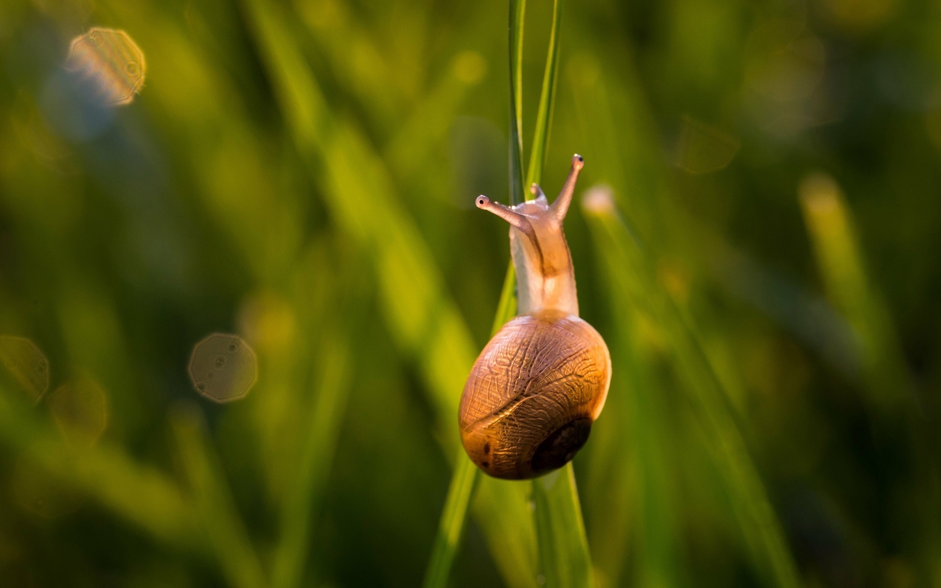 shell, поза, snail