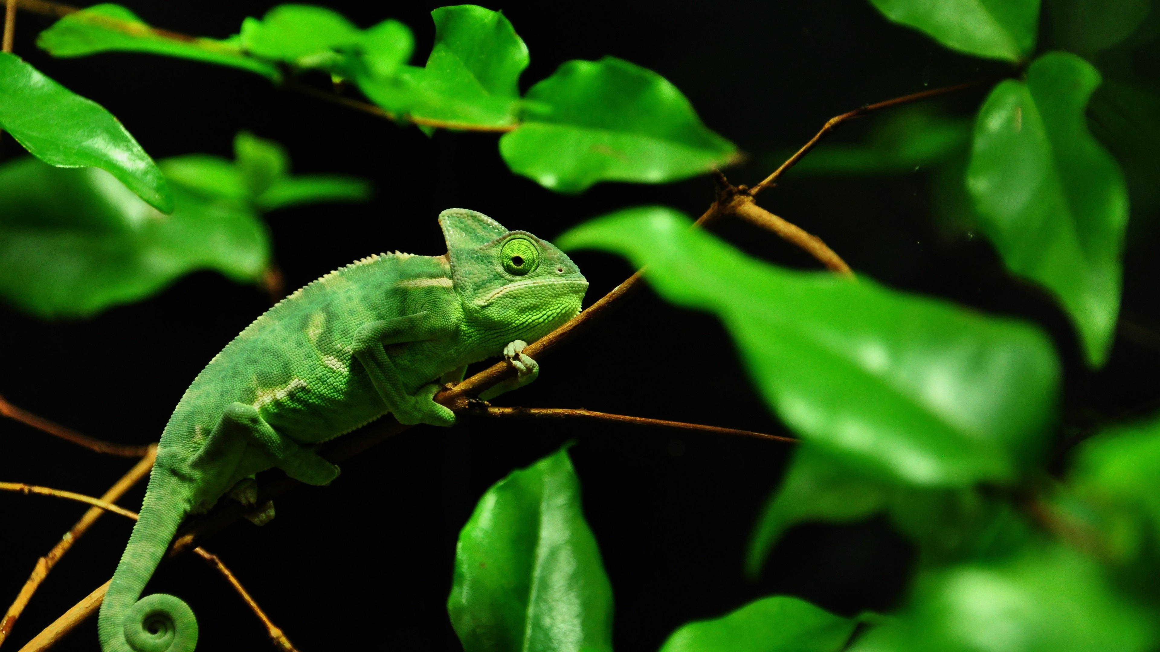 chameleon