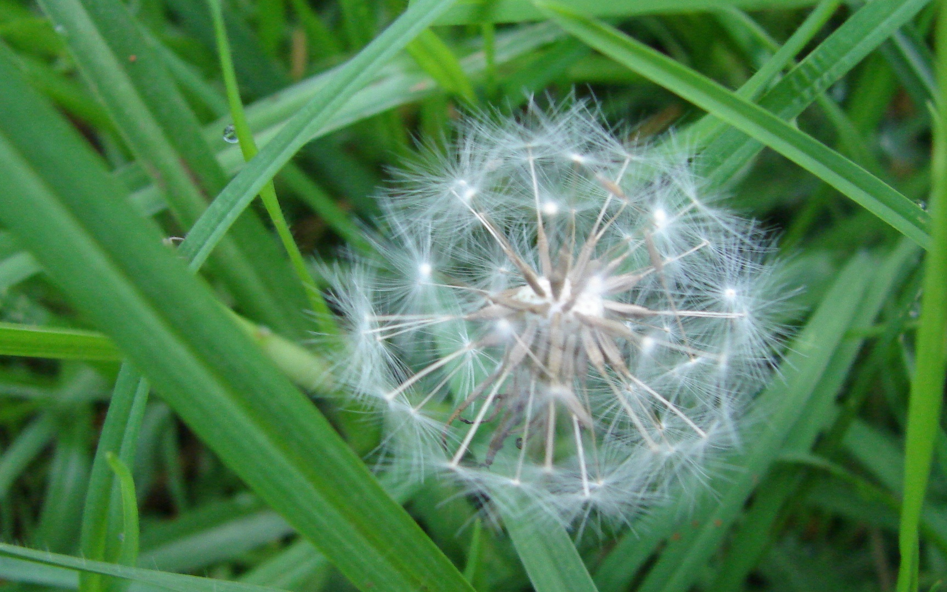 lionceau, images, fonds