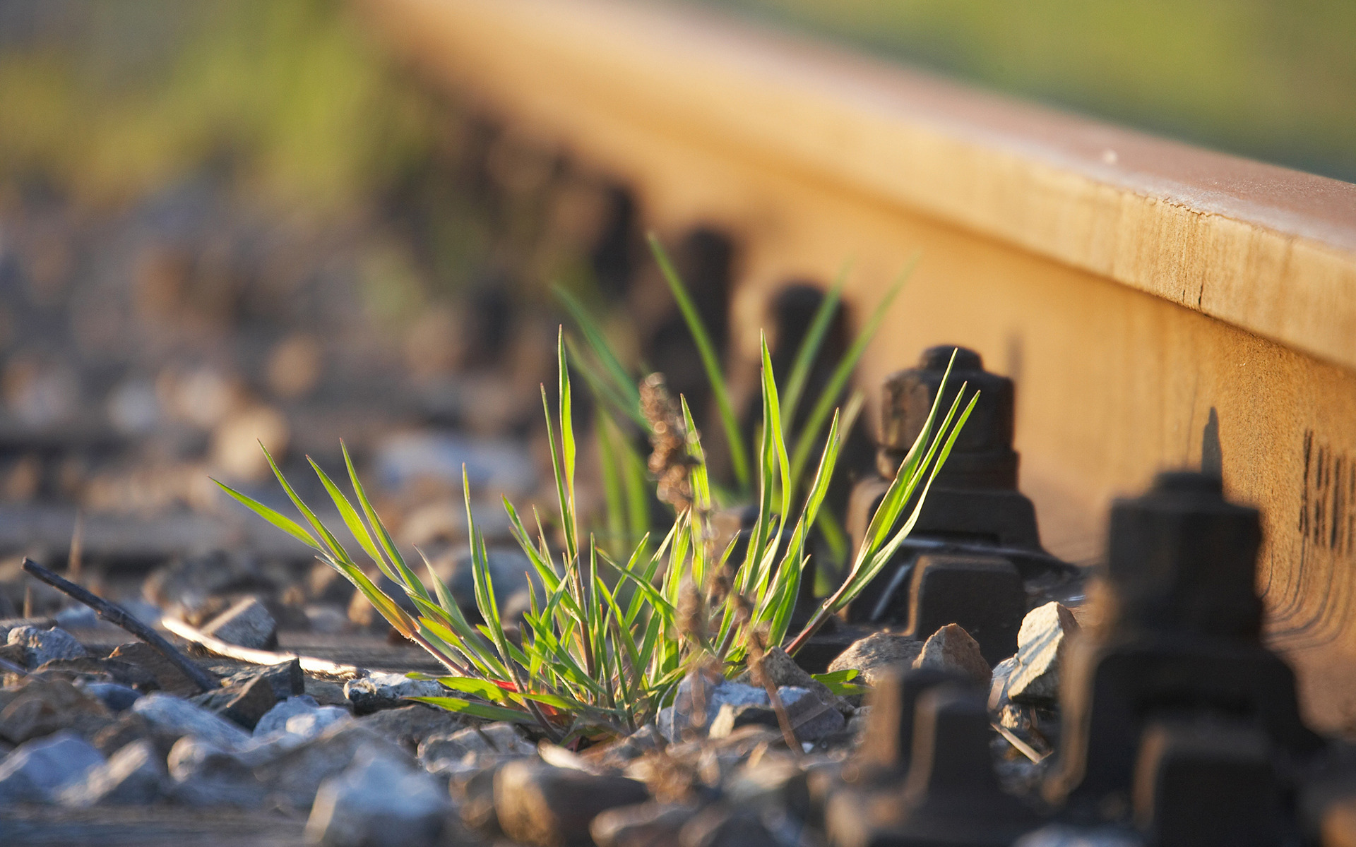 Растения на железной дороге скачать