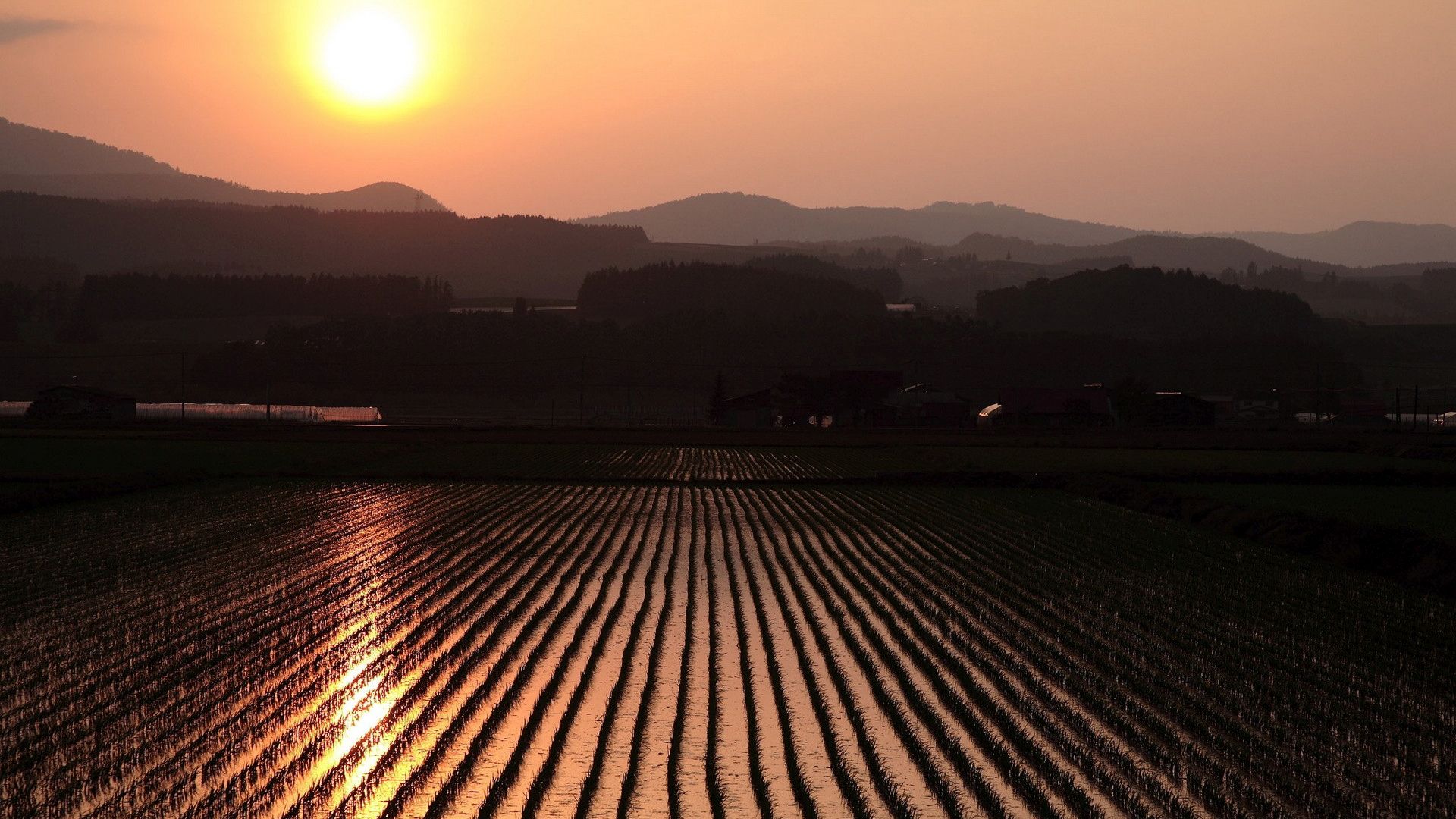 pirinç, japonya, tarlası