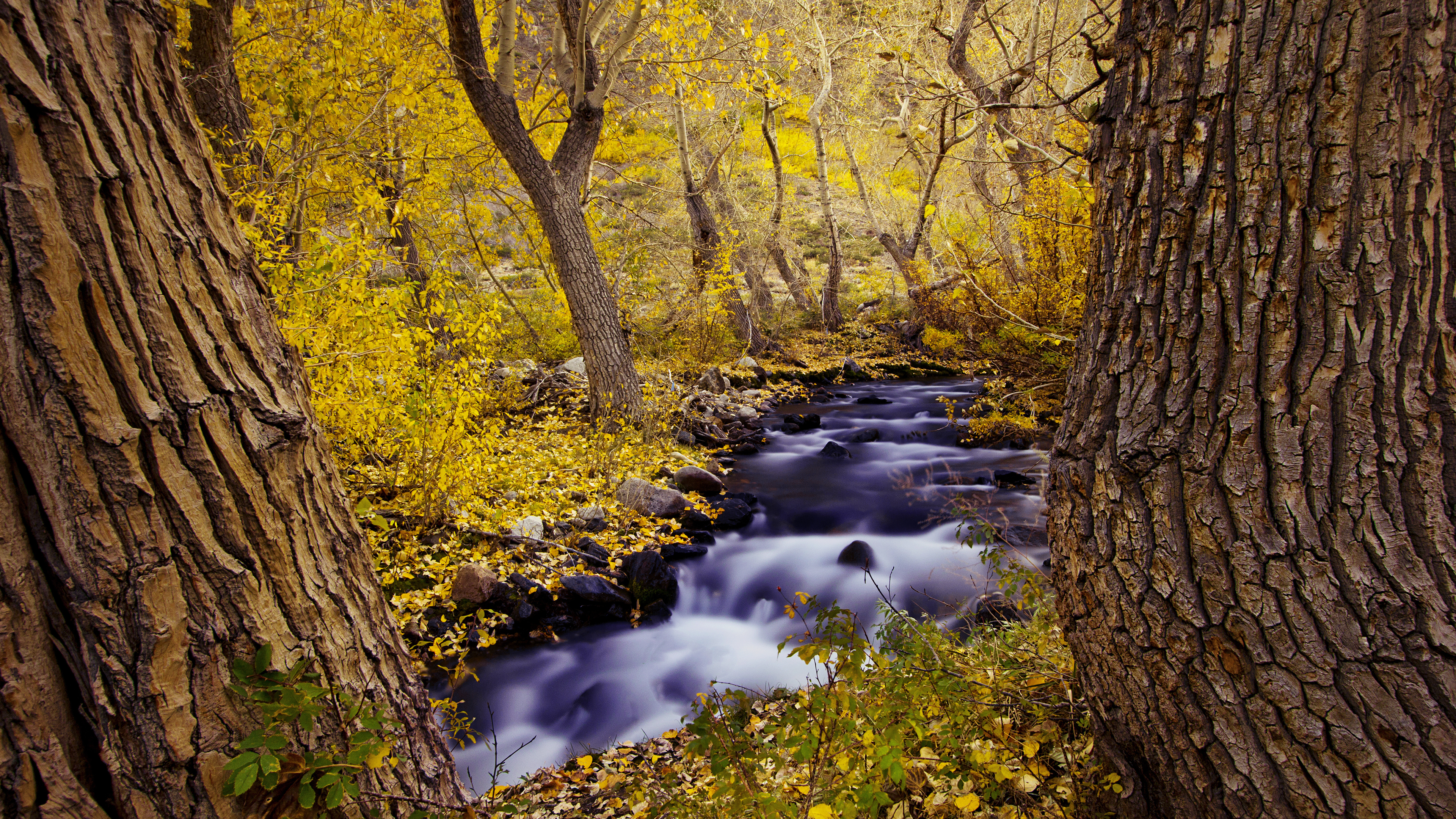 изображения, мобильные, деревья