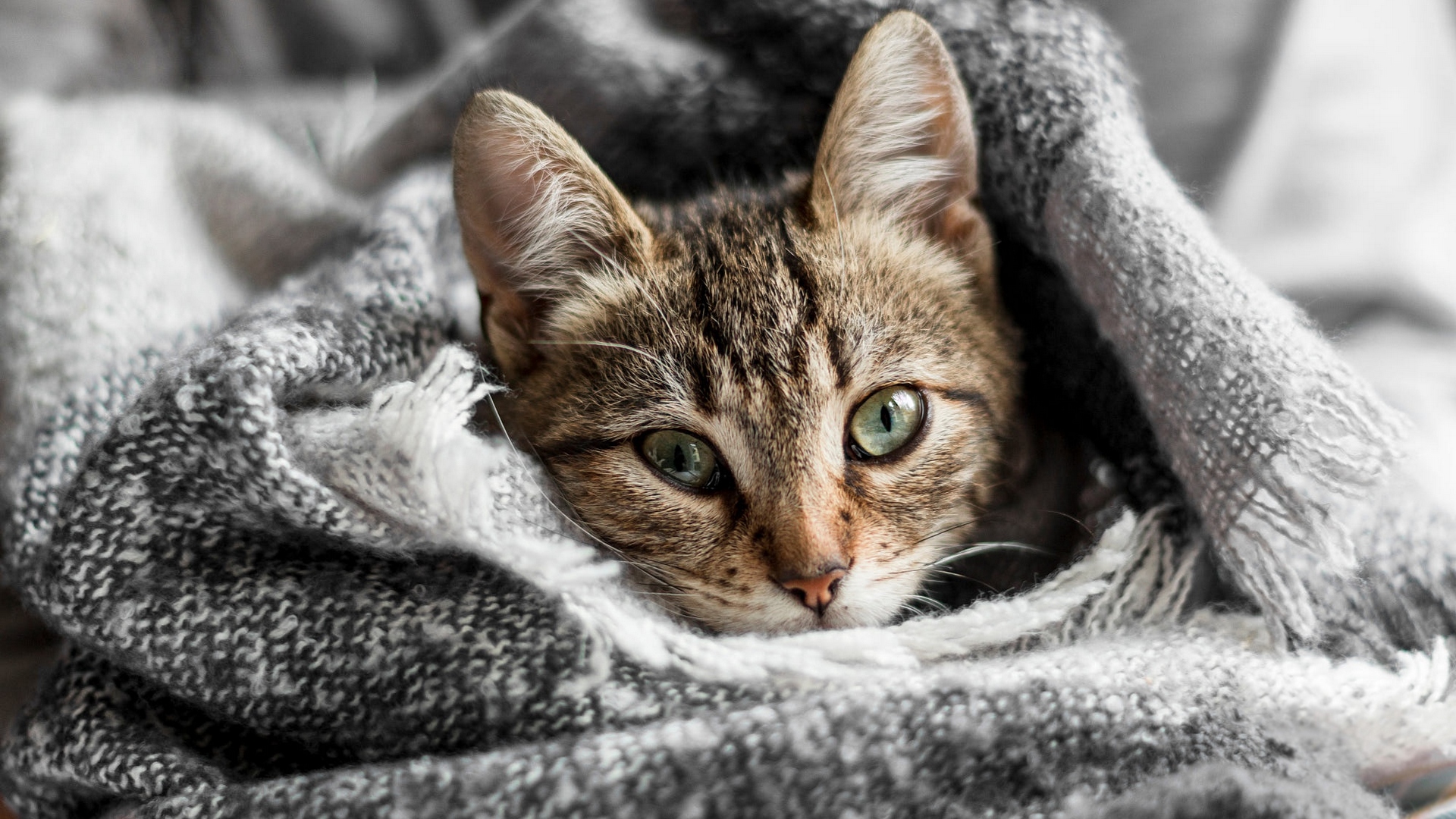это, кот, королевская особа